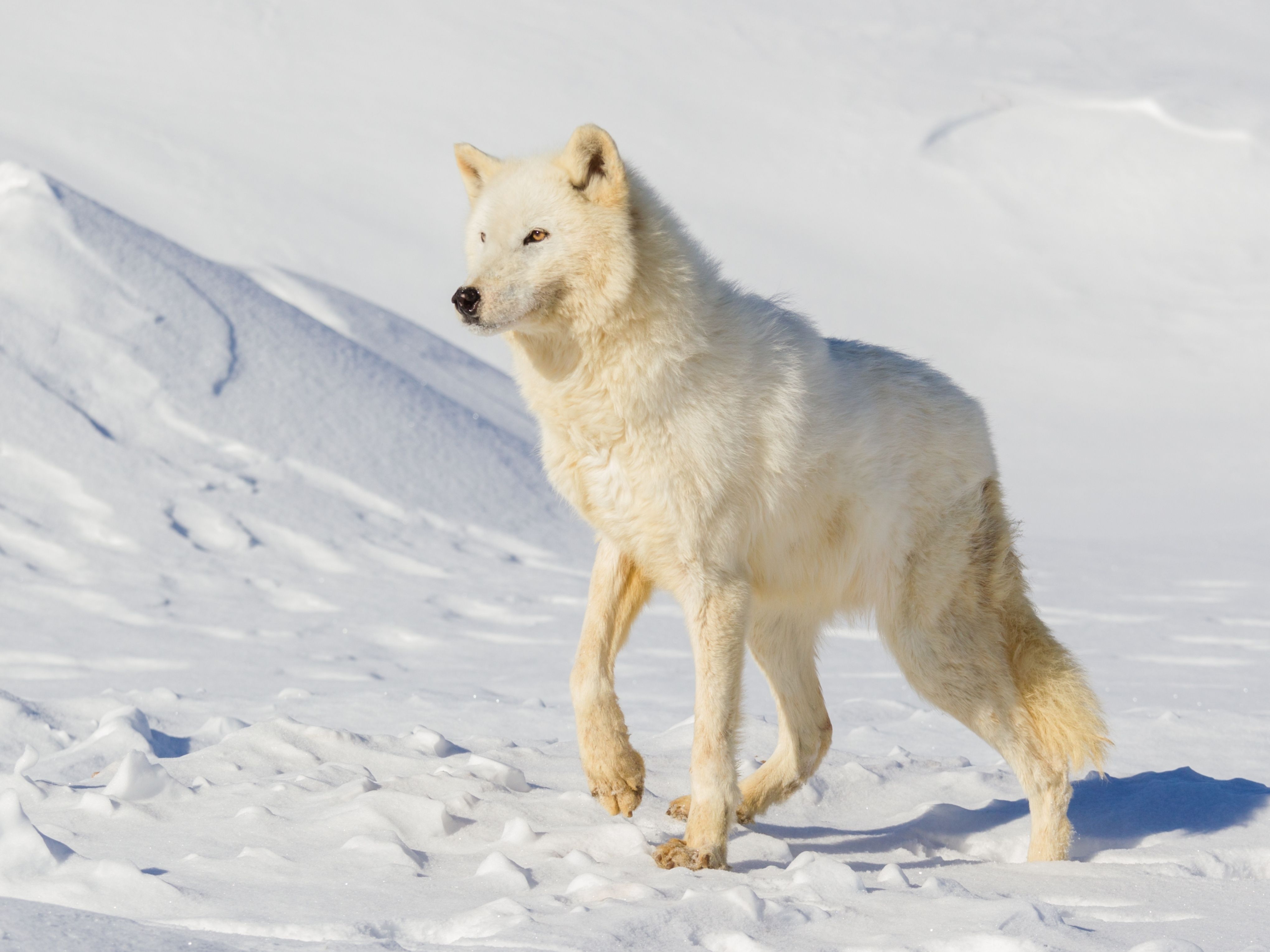 Dire Wolf Vs. Gray Wolf What's The Difference