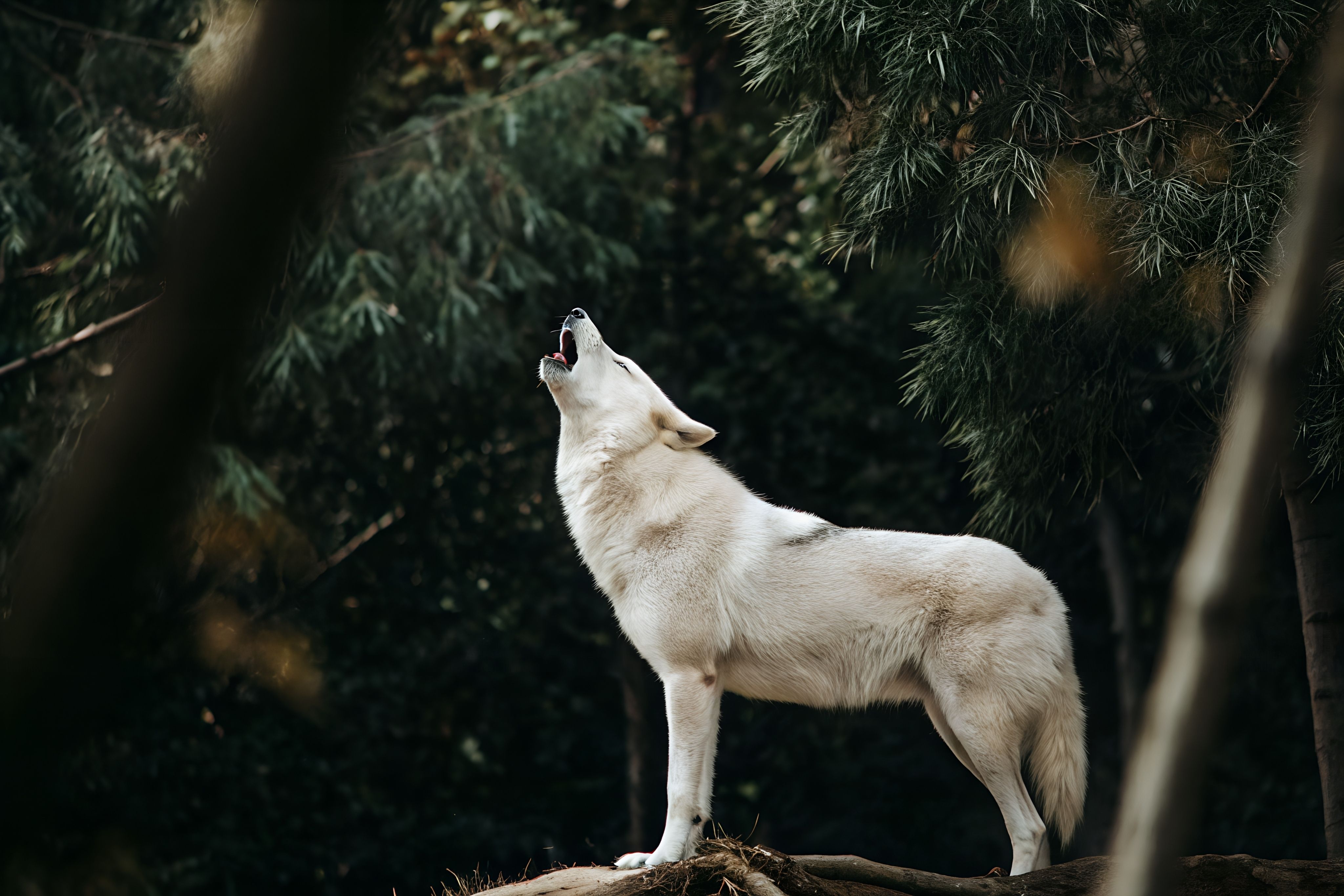 Dire Wolf Vs. Gray Wolf What's The Difference