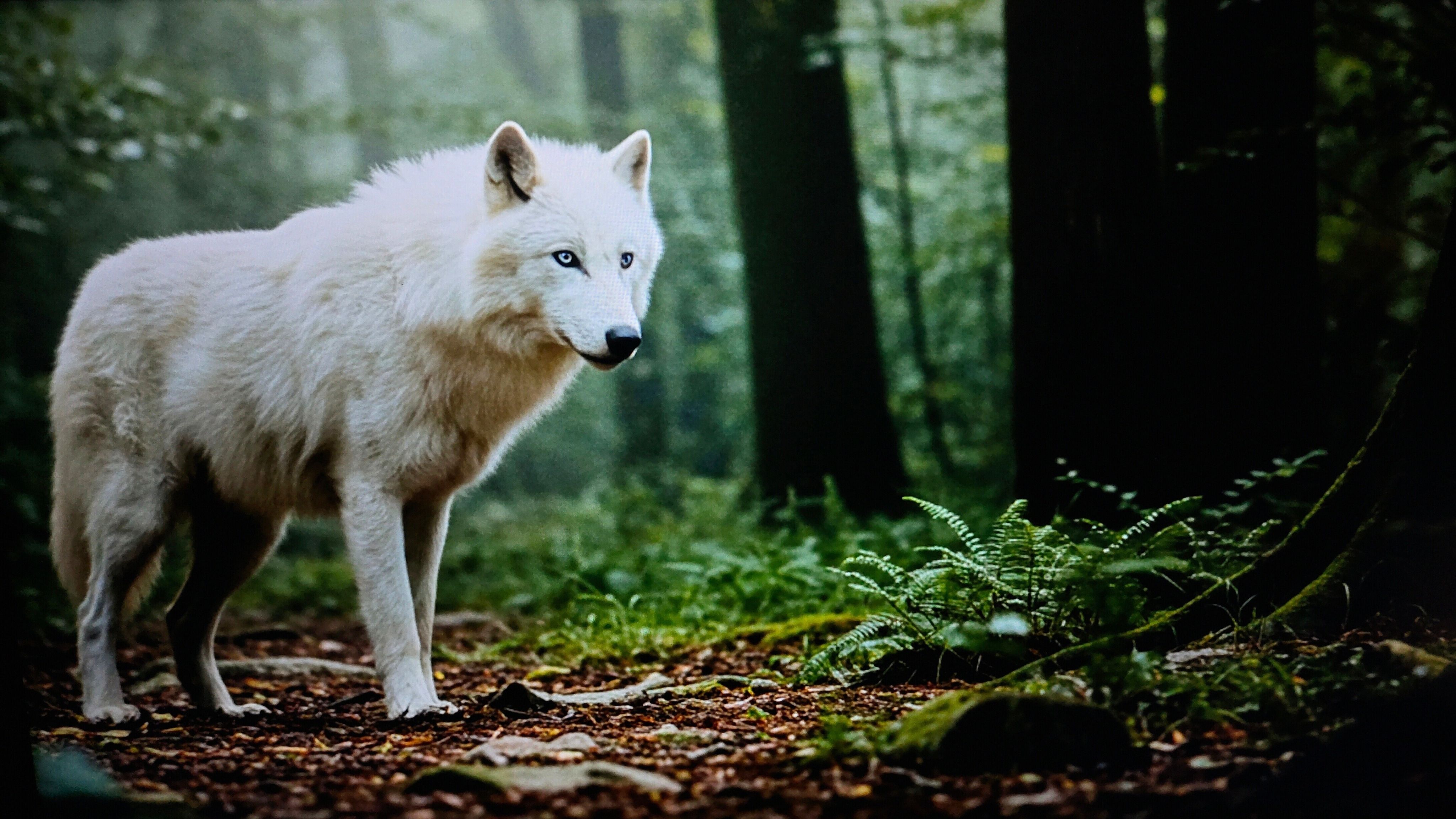 Dire Wolf Vs. Gray Wolf What's The Difference