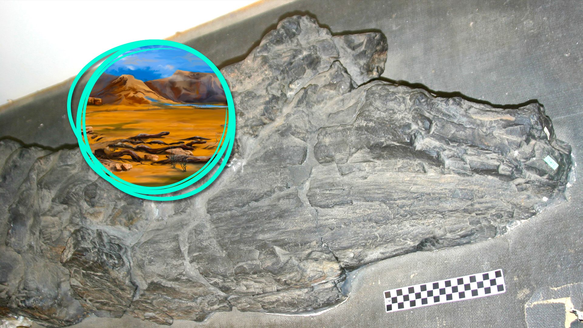 This Mysterious 26-Foot-Tall Fossil Doesn't Belong To Any Known