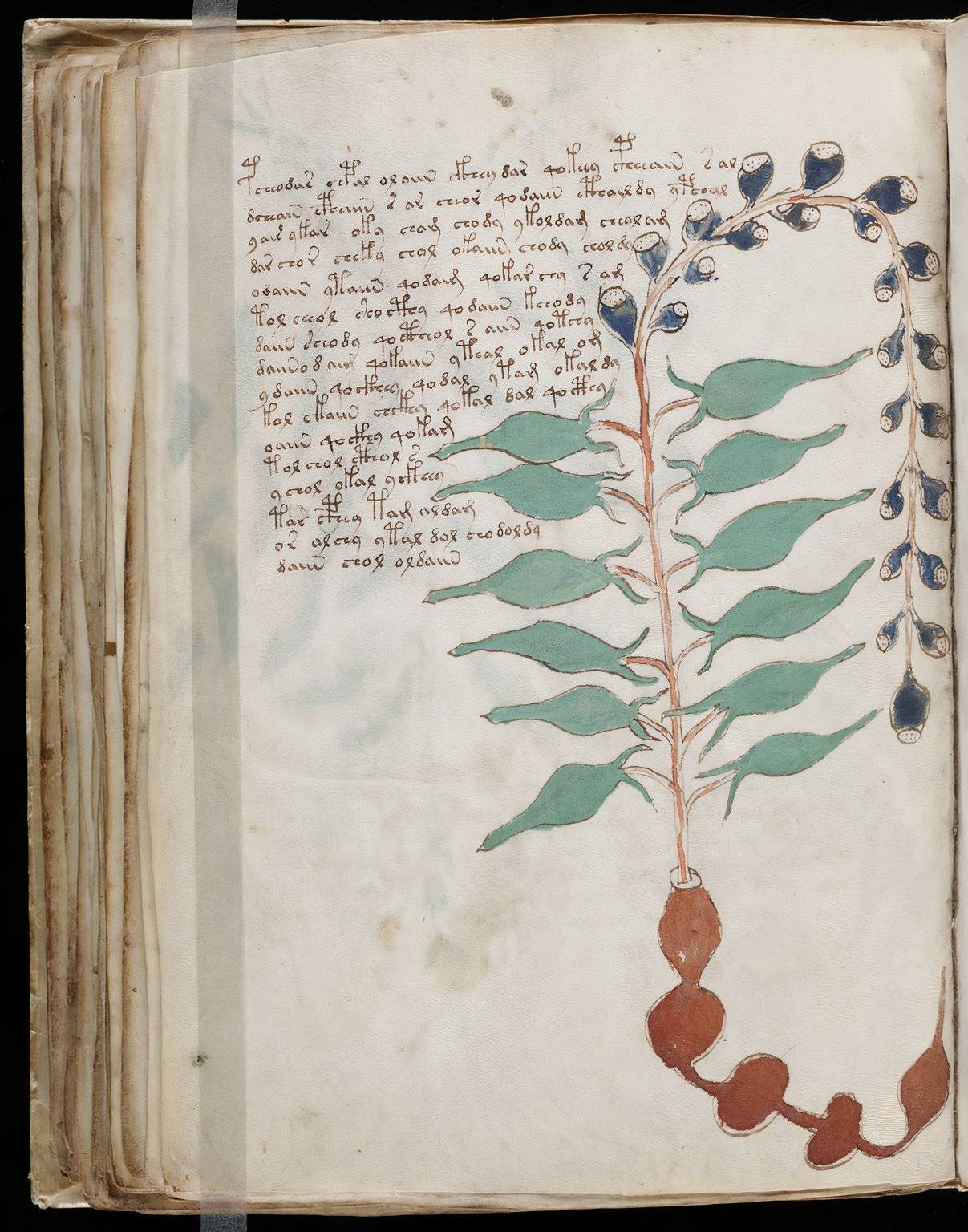 Indecipherable Text A Mysterious Book With Unknown Text And Drawings Sits In A U.S. College ...