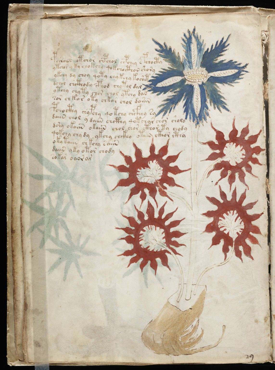 A Mysterious Book With Unknown Text And Drawings Sits In A U.S. College ...