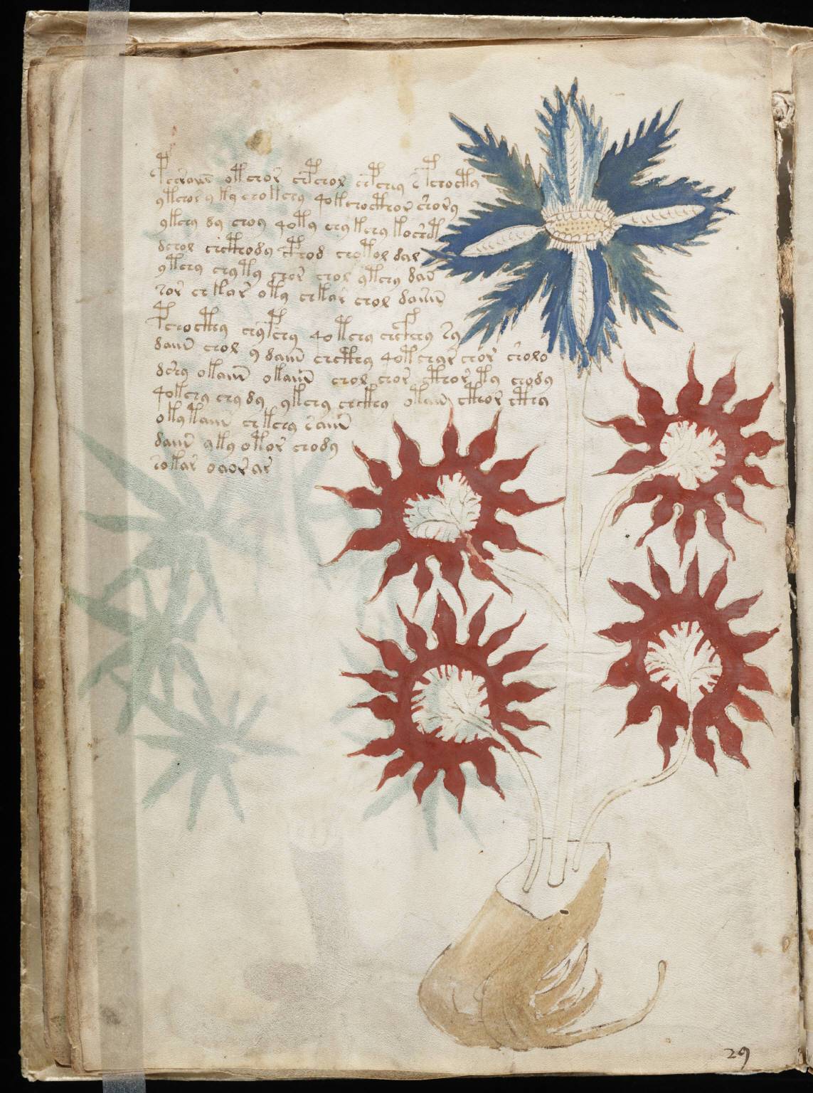 Indecipherable Text A Mysterious Book With Unknown Text And Drawings Sits In A U.S. College ...