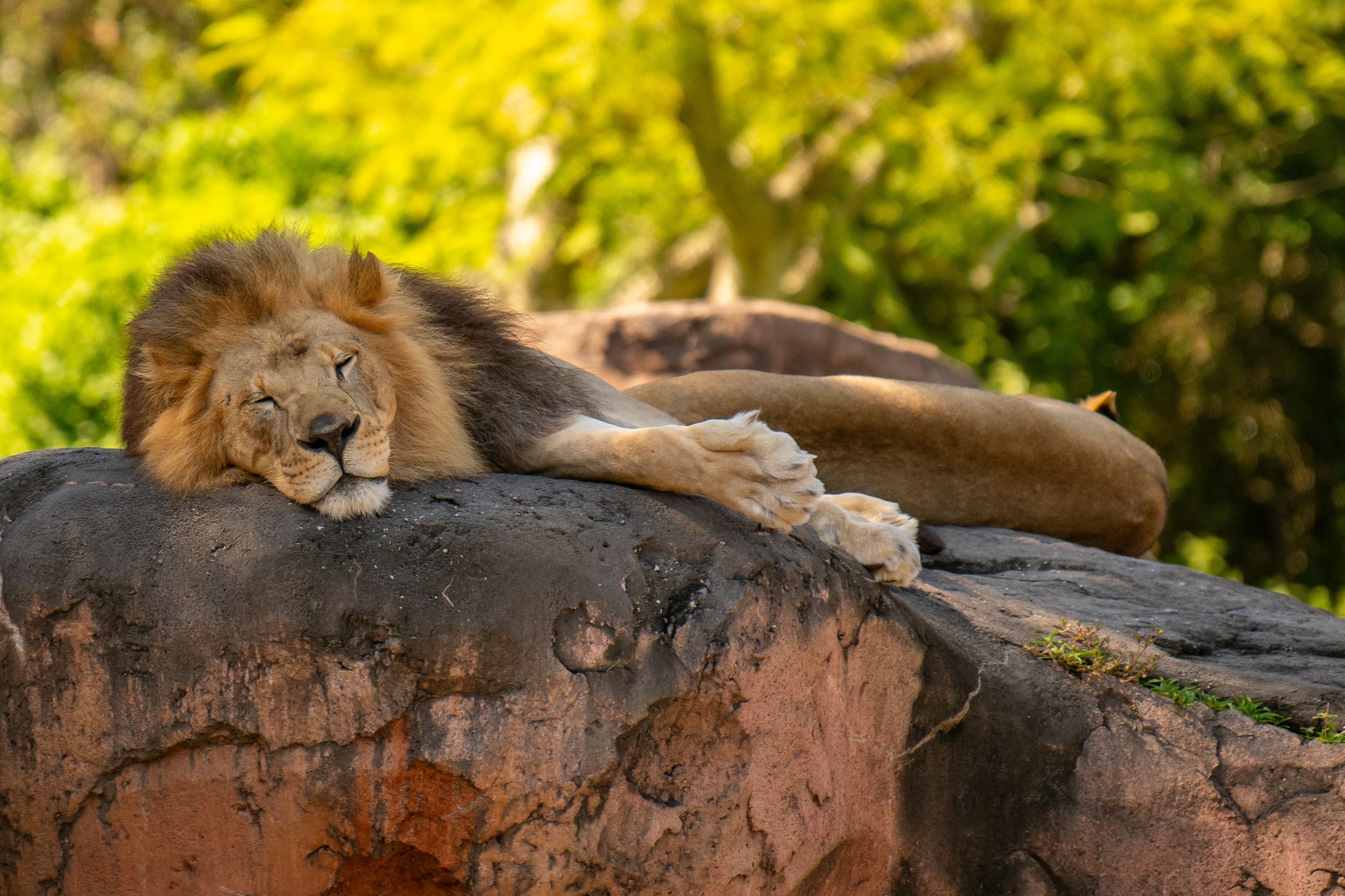 bay-lake-florida-lions-in-walt