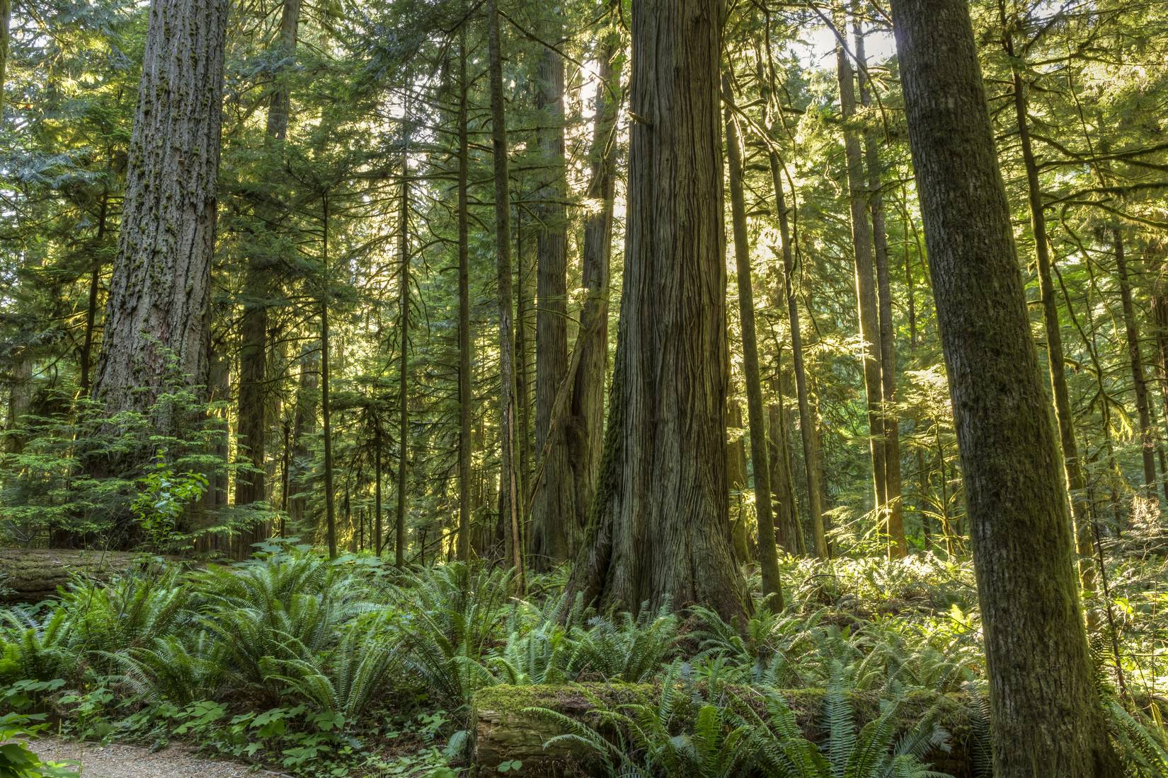 The Oldest Tree In Canada Has Lived On A Cliff For More Than 1,300 Years