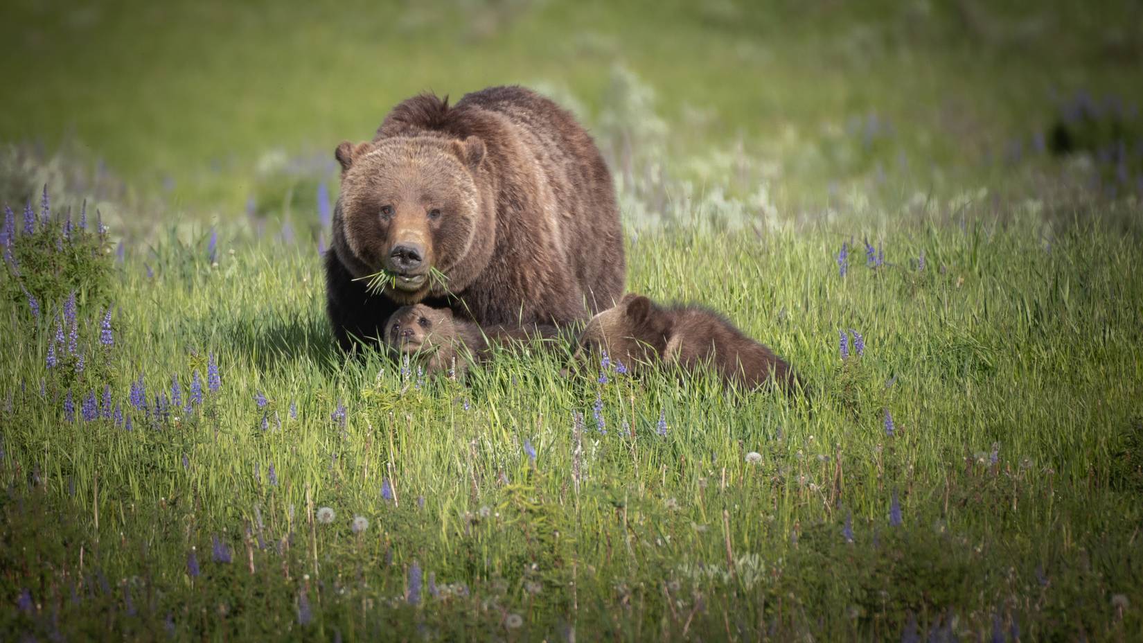 Grizzly bear mother with her cubs in Yellowstone National Park