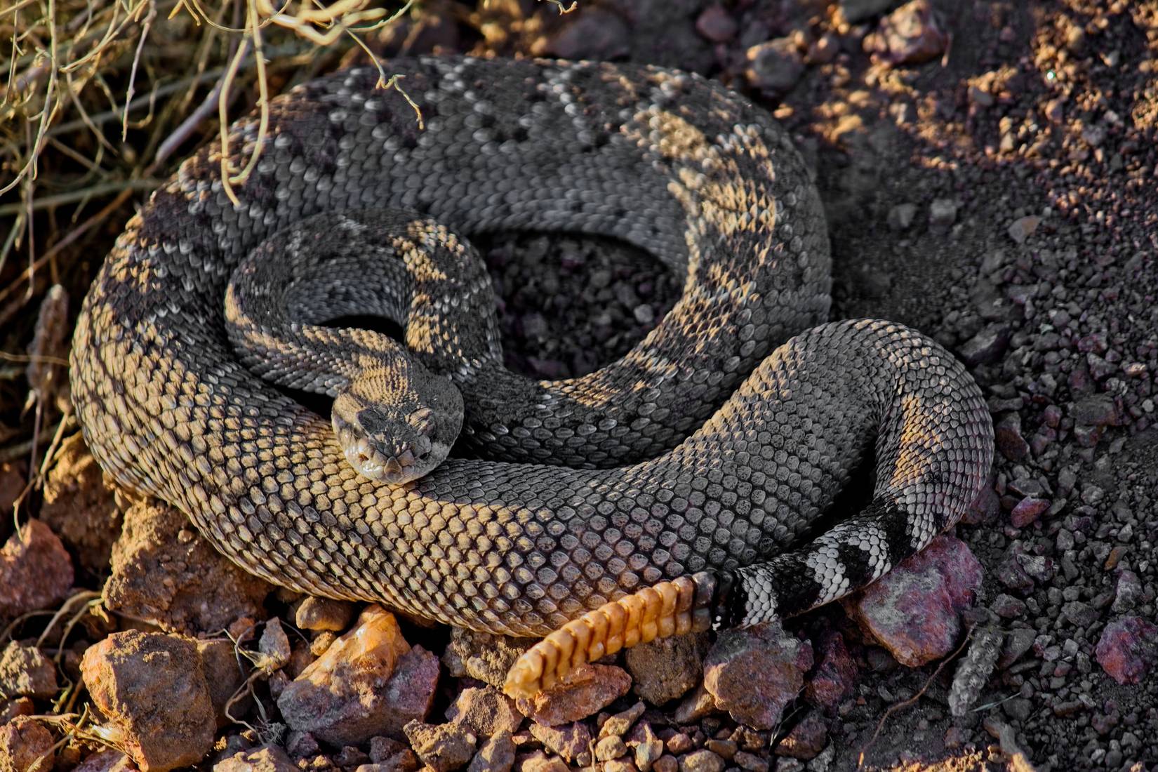 One Of America's Most Snake-Infested Lakes Is Also One Of Its Most ...