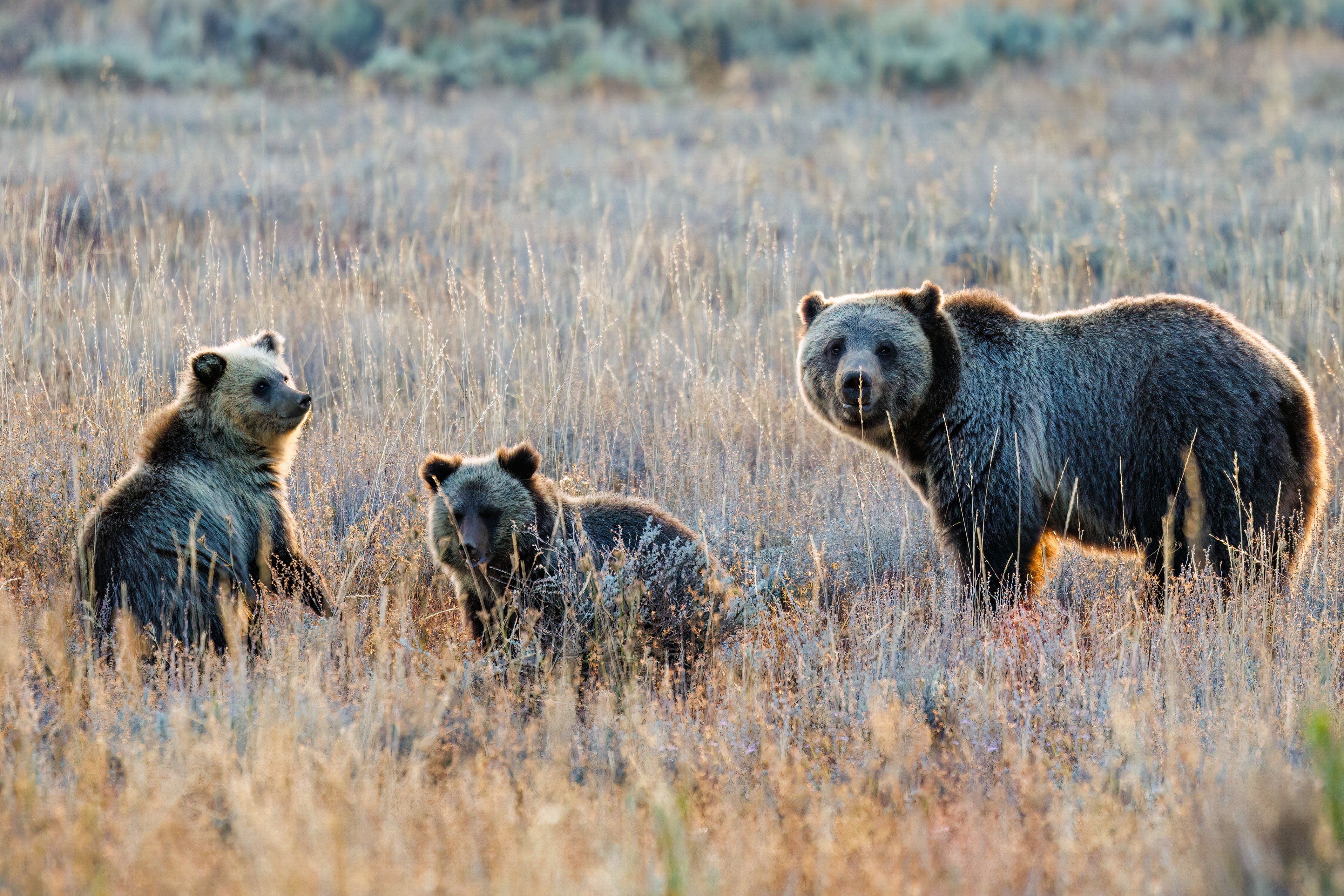 American Tourists In Banff National Park Bear Incident Risked Fatal Attack, New Study Reveals