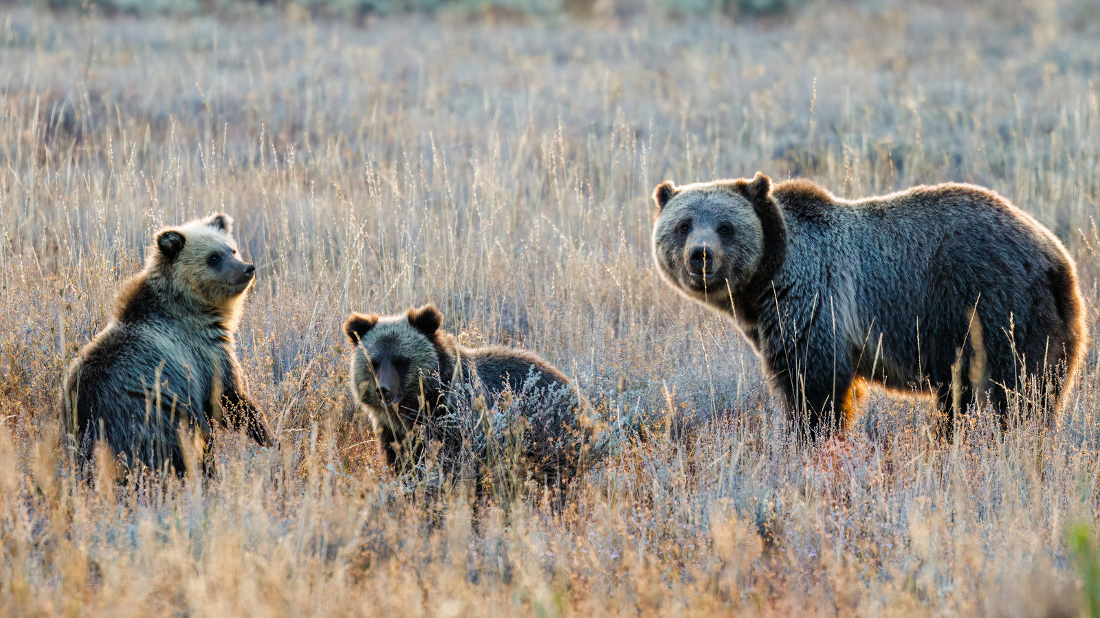 American Tourists In Banff National Park Bear Incident Risked More Than A $25,000 Fine, New Study Reveals