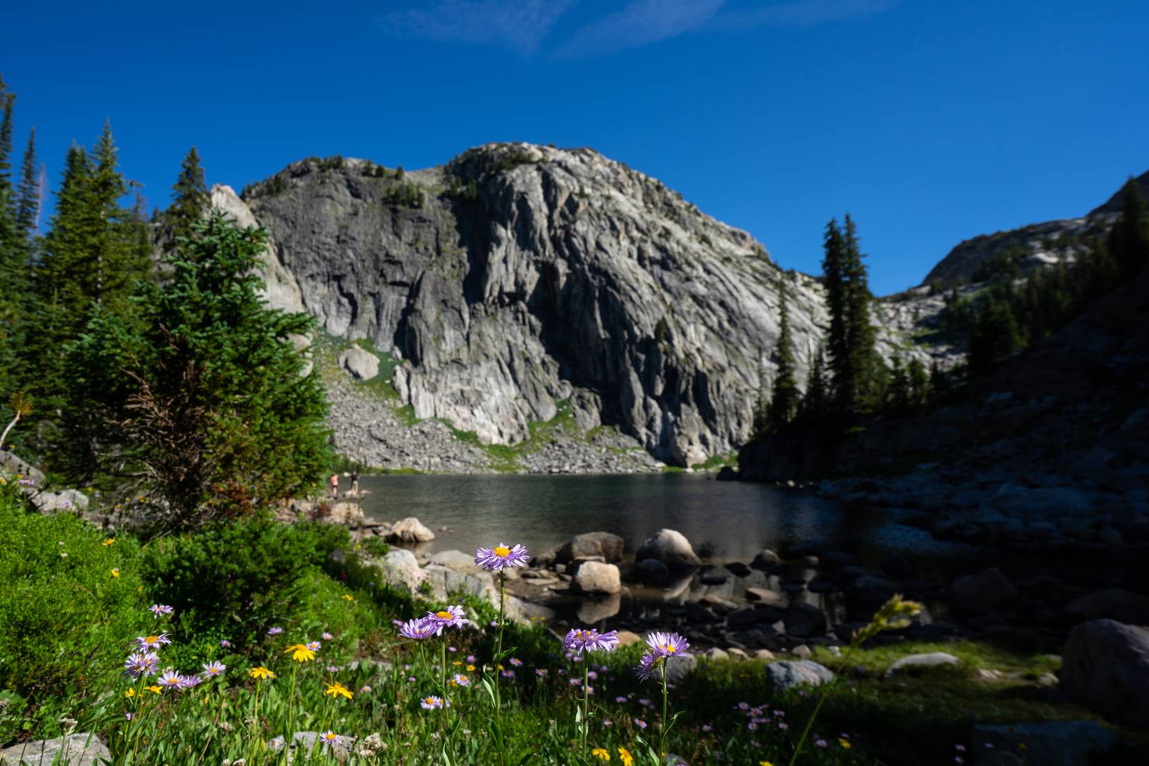 Blooming wildflowers in front of a granite dome in the Absaroka–Beartooth Wilderness