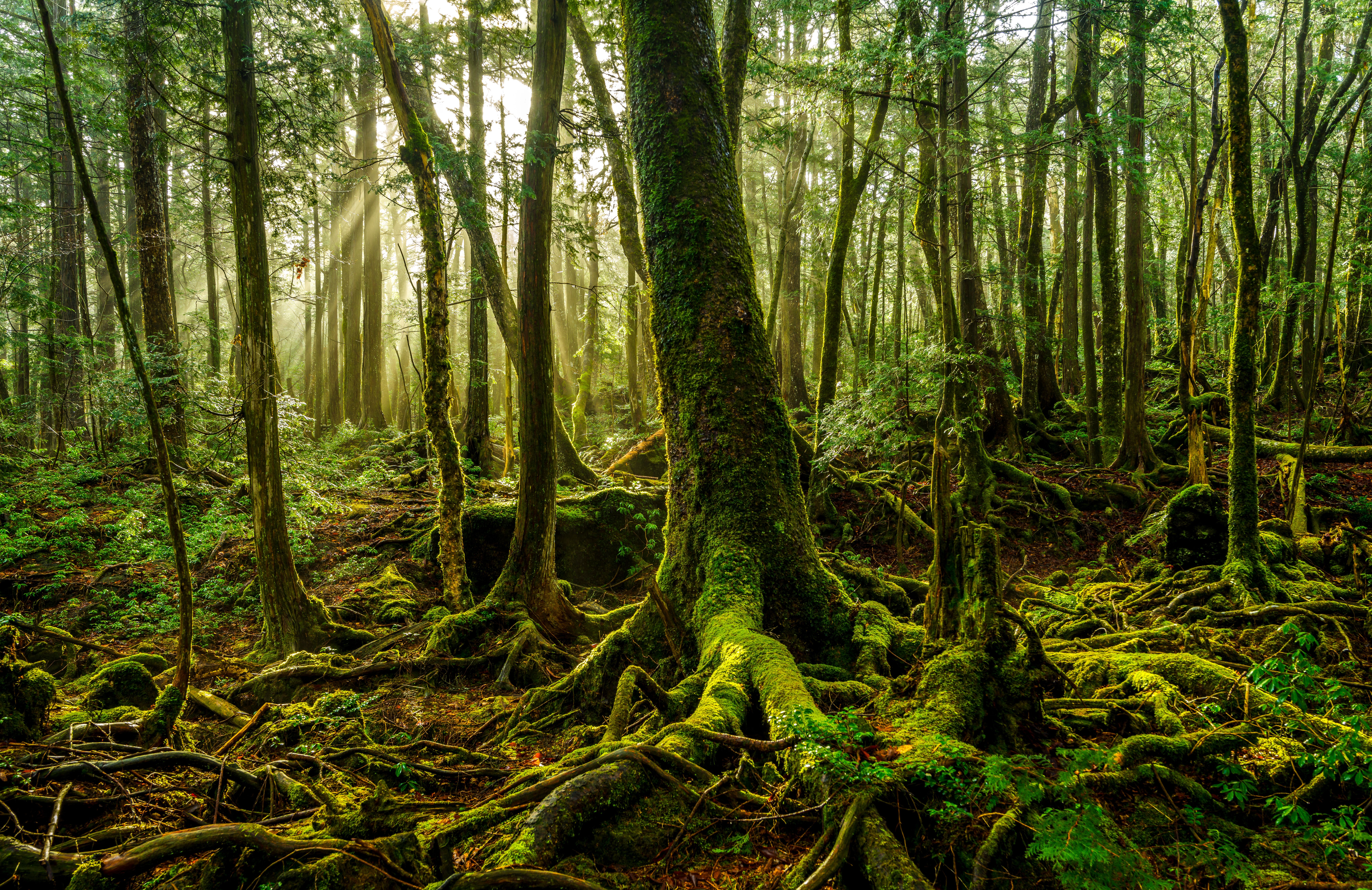 The World's Deadliest Forest Is Also One Of The Most Beautiful