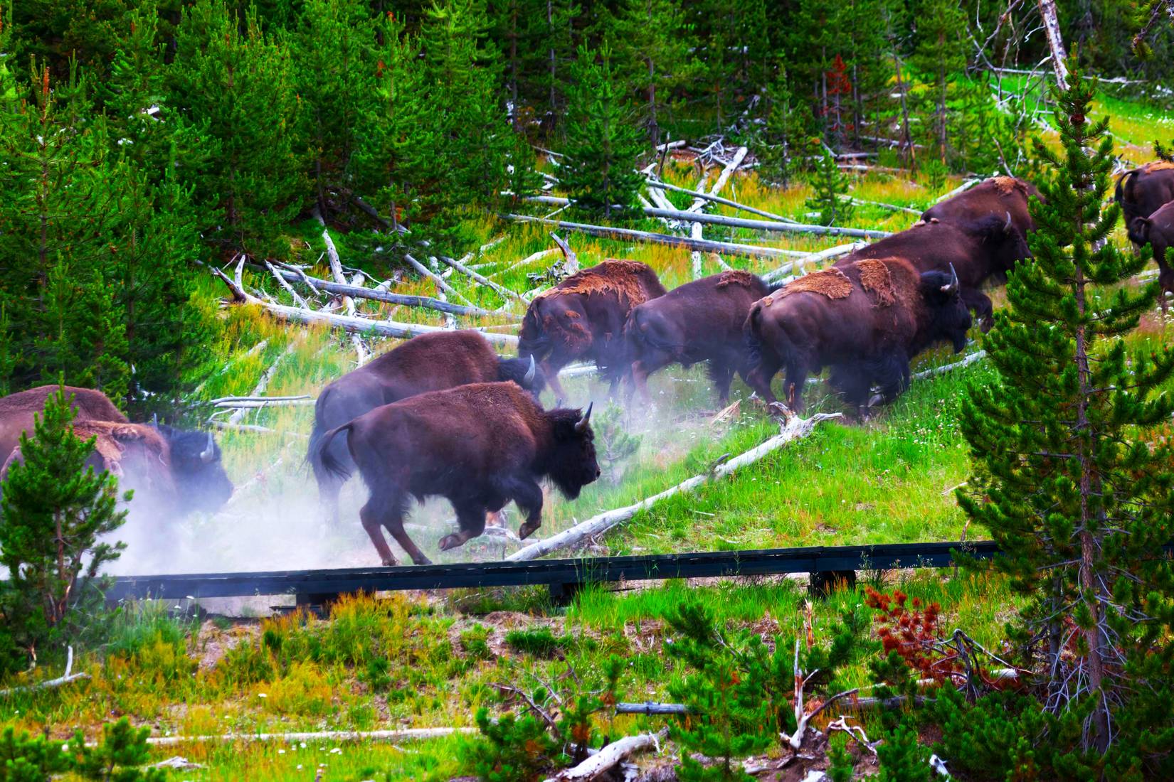 A herd of bison running through a forested landscape in Yellowstone National Park, USA