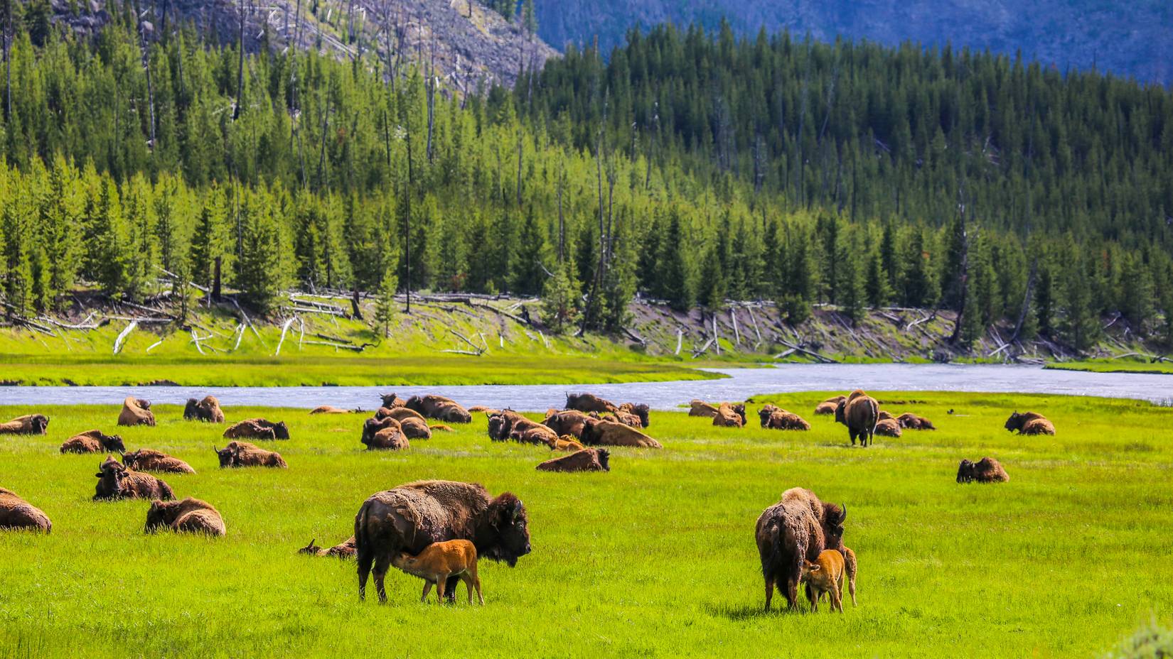 American Bison Herd grazing on grasslands at Yellowstone National Park, Madison River Valley, Wyoming, WY, USA