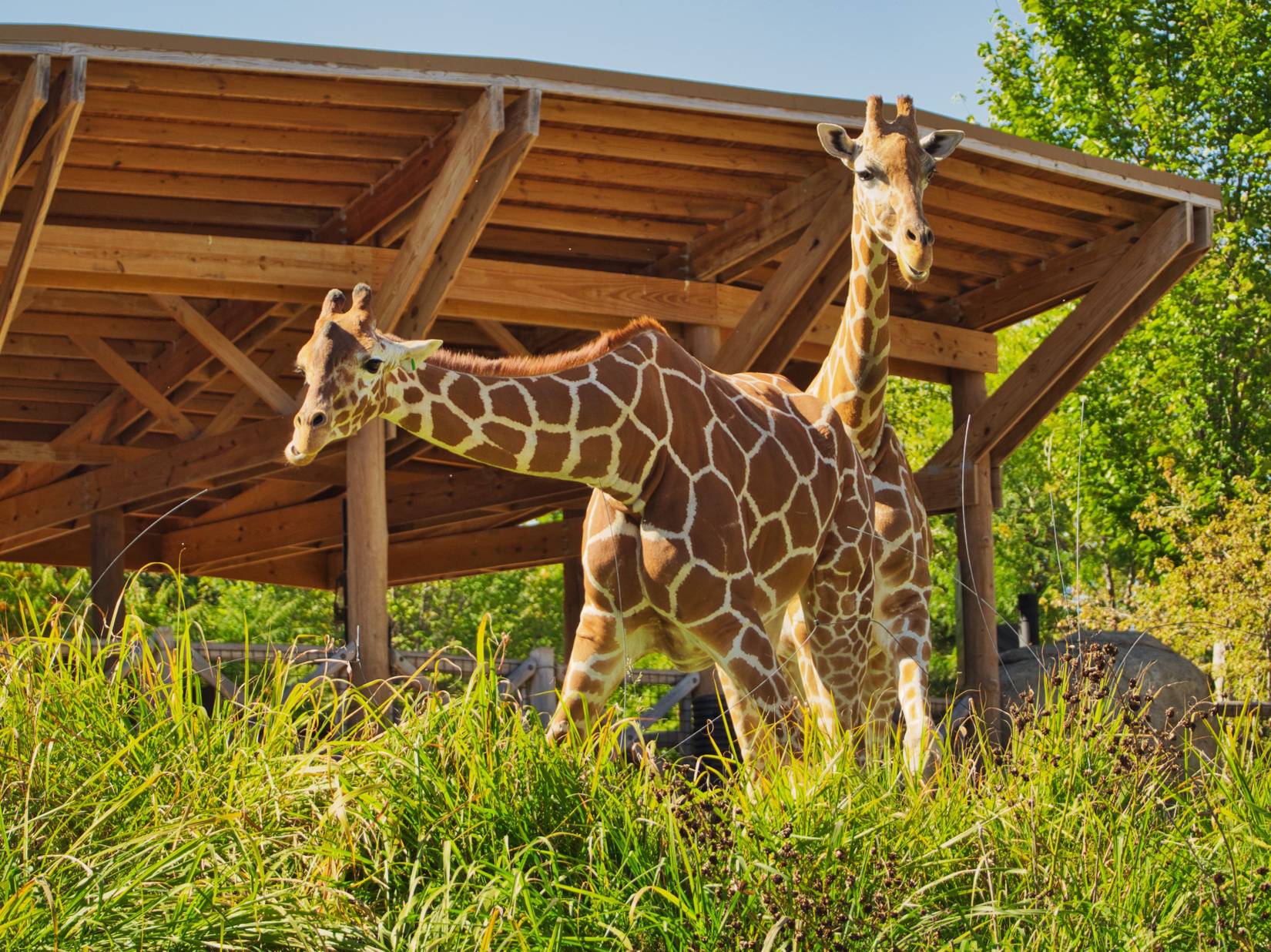 America's Largest Zoo Is Also Its Most Underrated