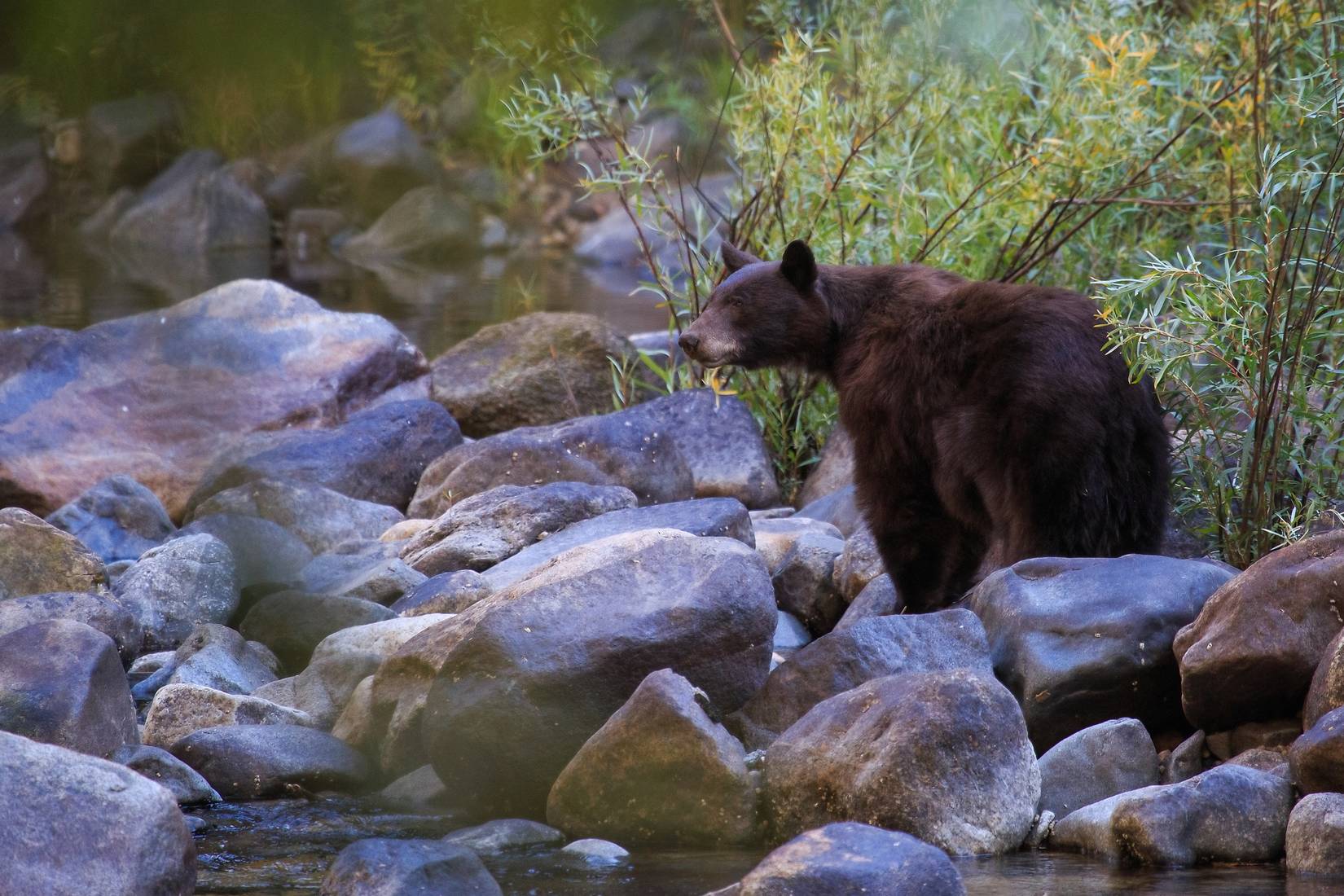 Yosemite National Park's Strict Bear Spray Ban Isn't Going Anywhere As ...