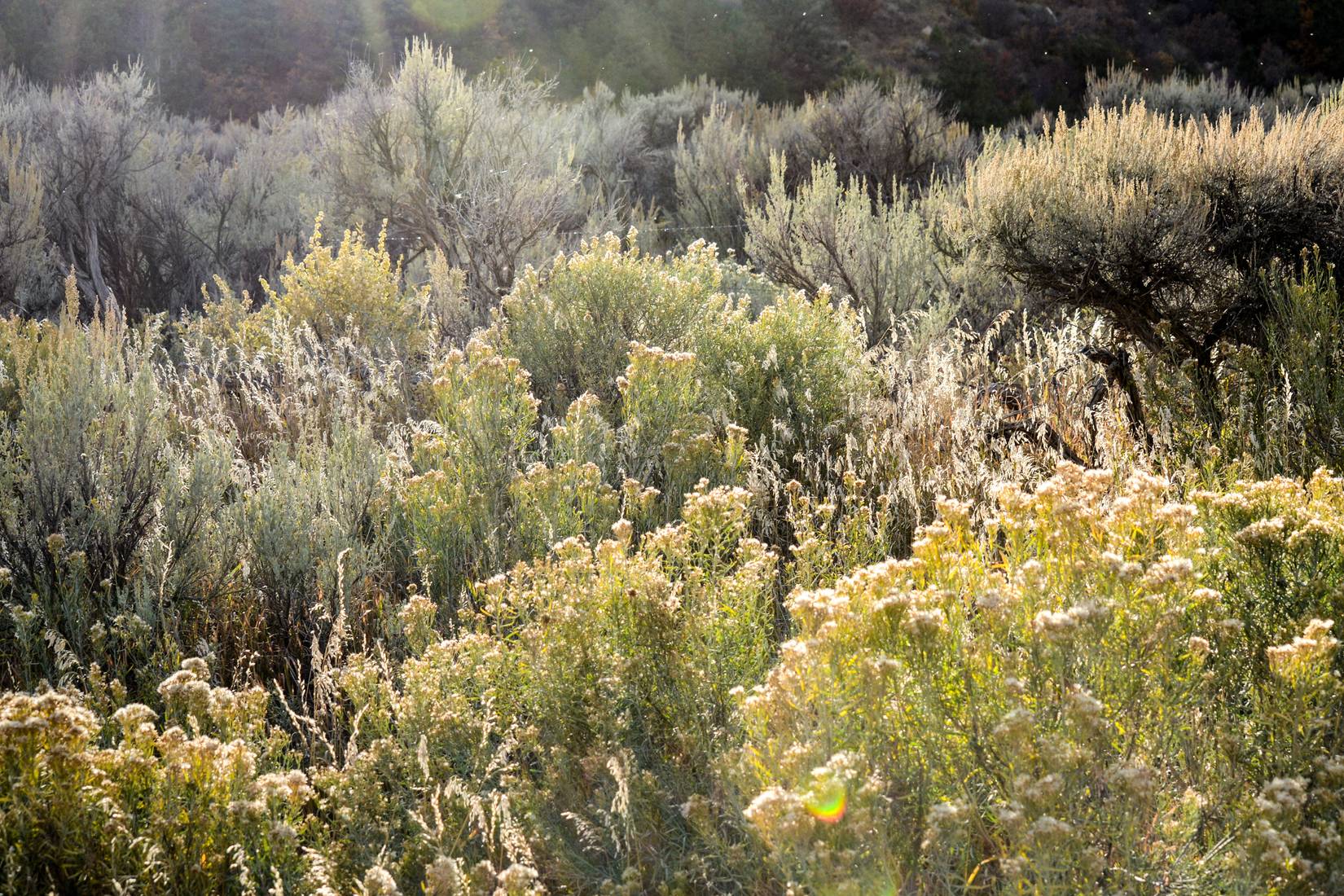 This Underrated National Park Is The Best Place To Spot One Of America ...