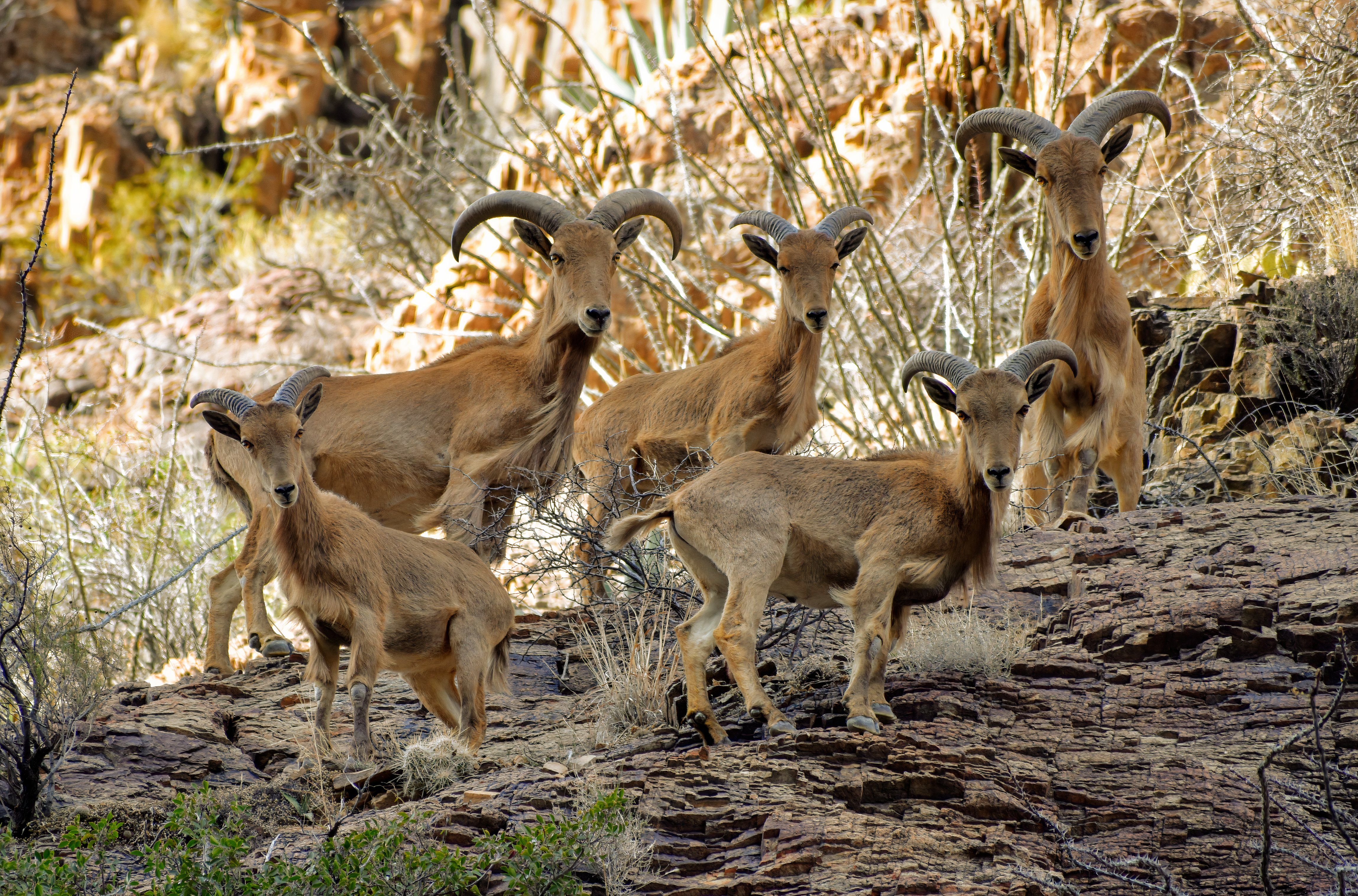 Big Bend National Park Is Shutting Down Its Most Popular Trails For ...