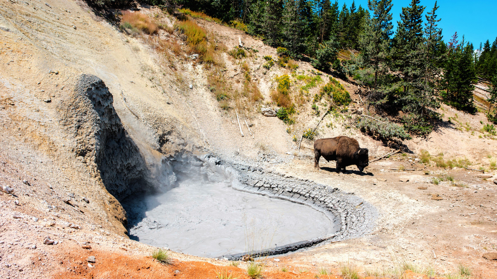 Furious Yellowstone Visitors Report Tourist To The NPS After Risking ...