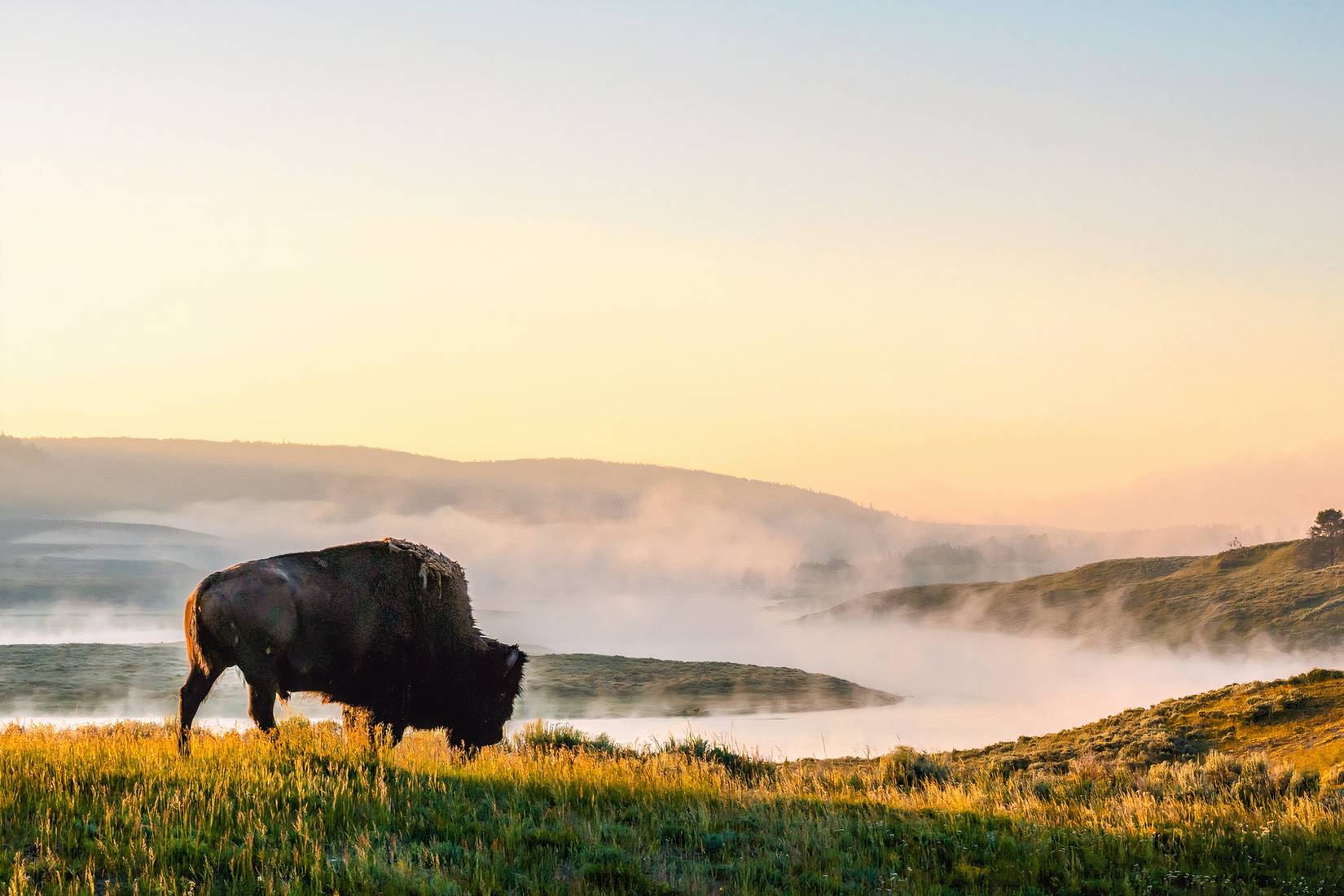 Bison in a foggy Yellowstone National Park