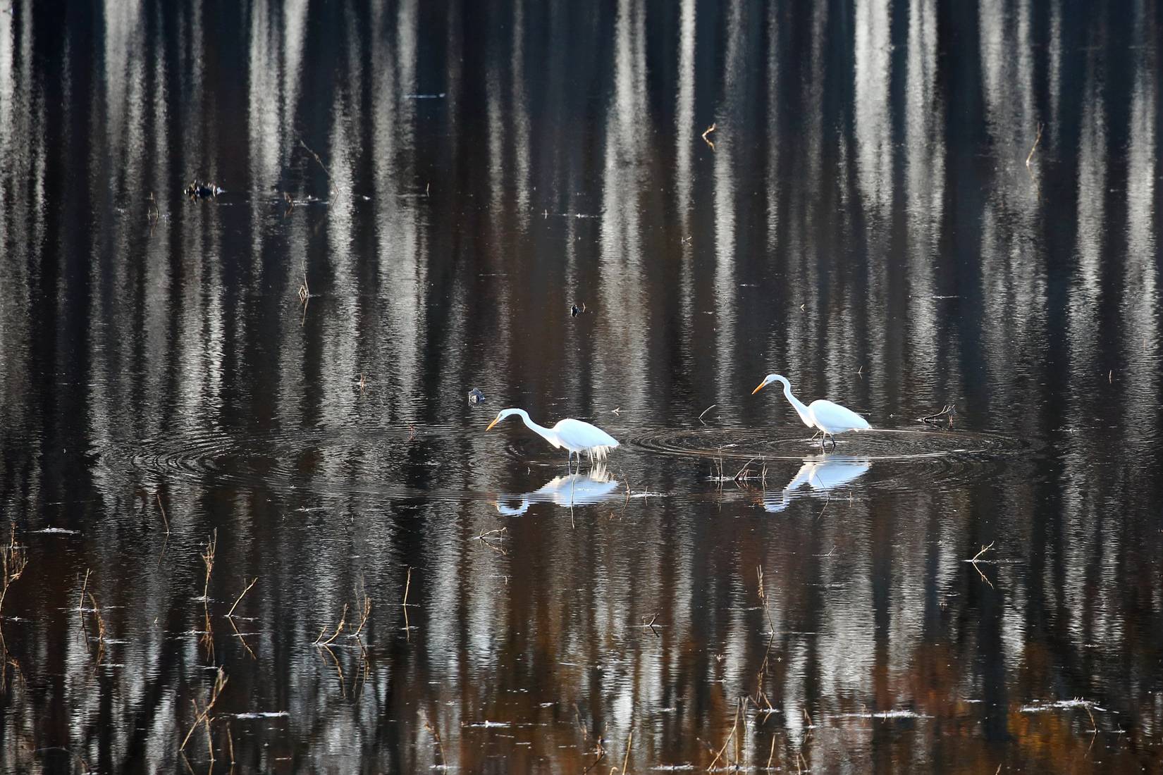 Two white egrets wading in the shallow water at Bombay Hook National Wildlife Refuge, Delaware, with the reflection of a forest