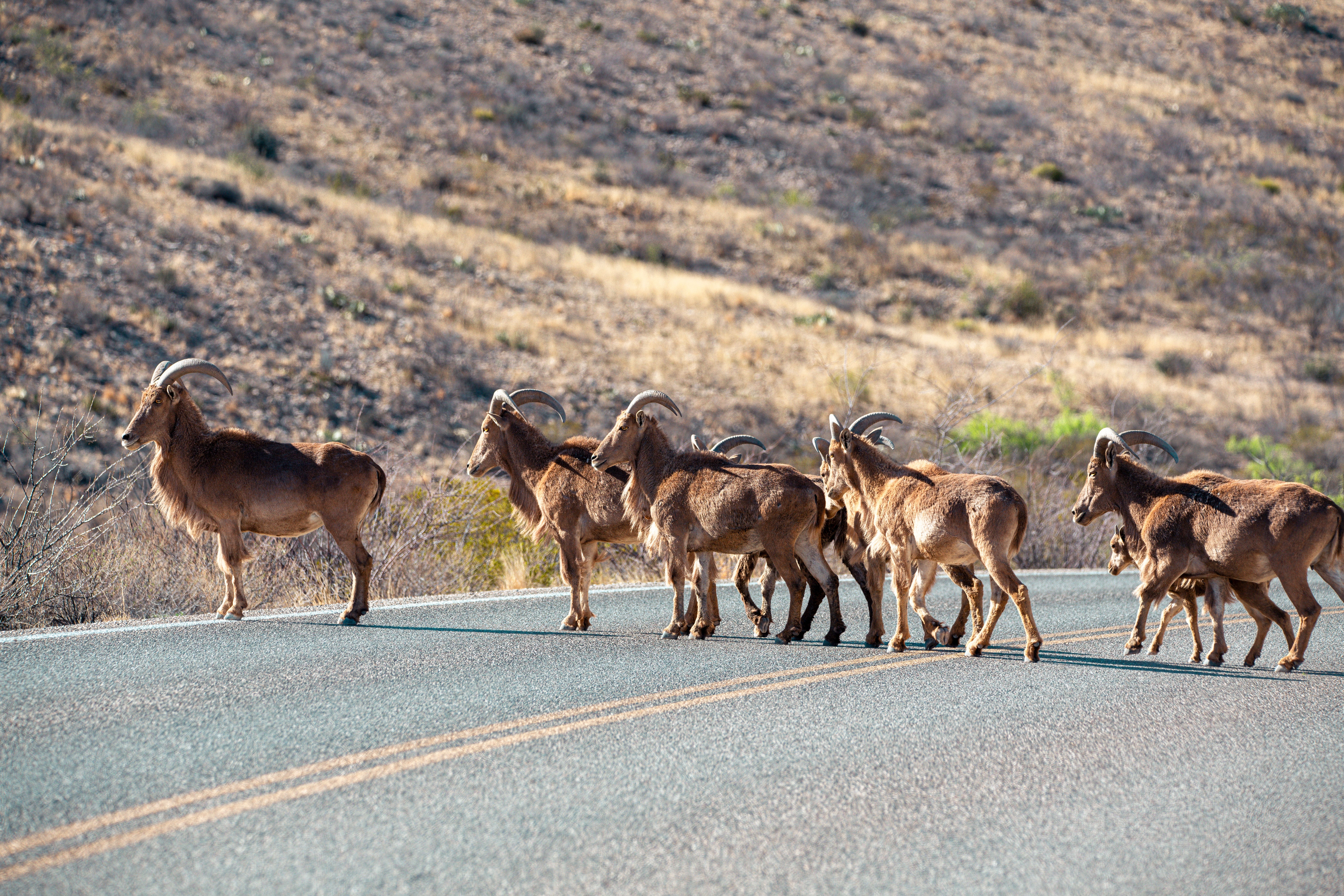 Big Bend National Park Is Shutting Down Its Most Popular Trails For ...