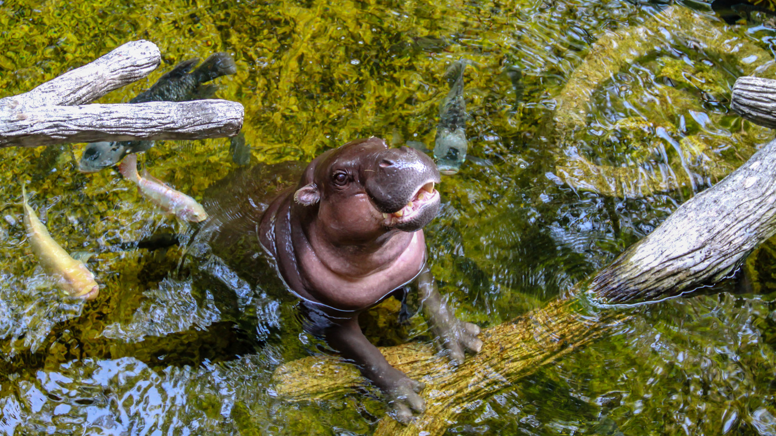 A Stubborn Baby Hippo Has Placed This Underrated Zoo In The Spotlight