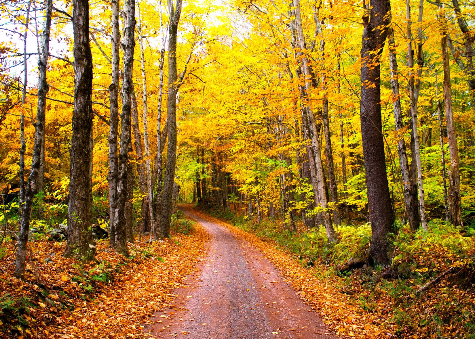A hiking trail in the Catskill Mountains, New York.