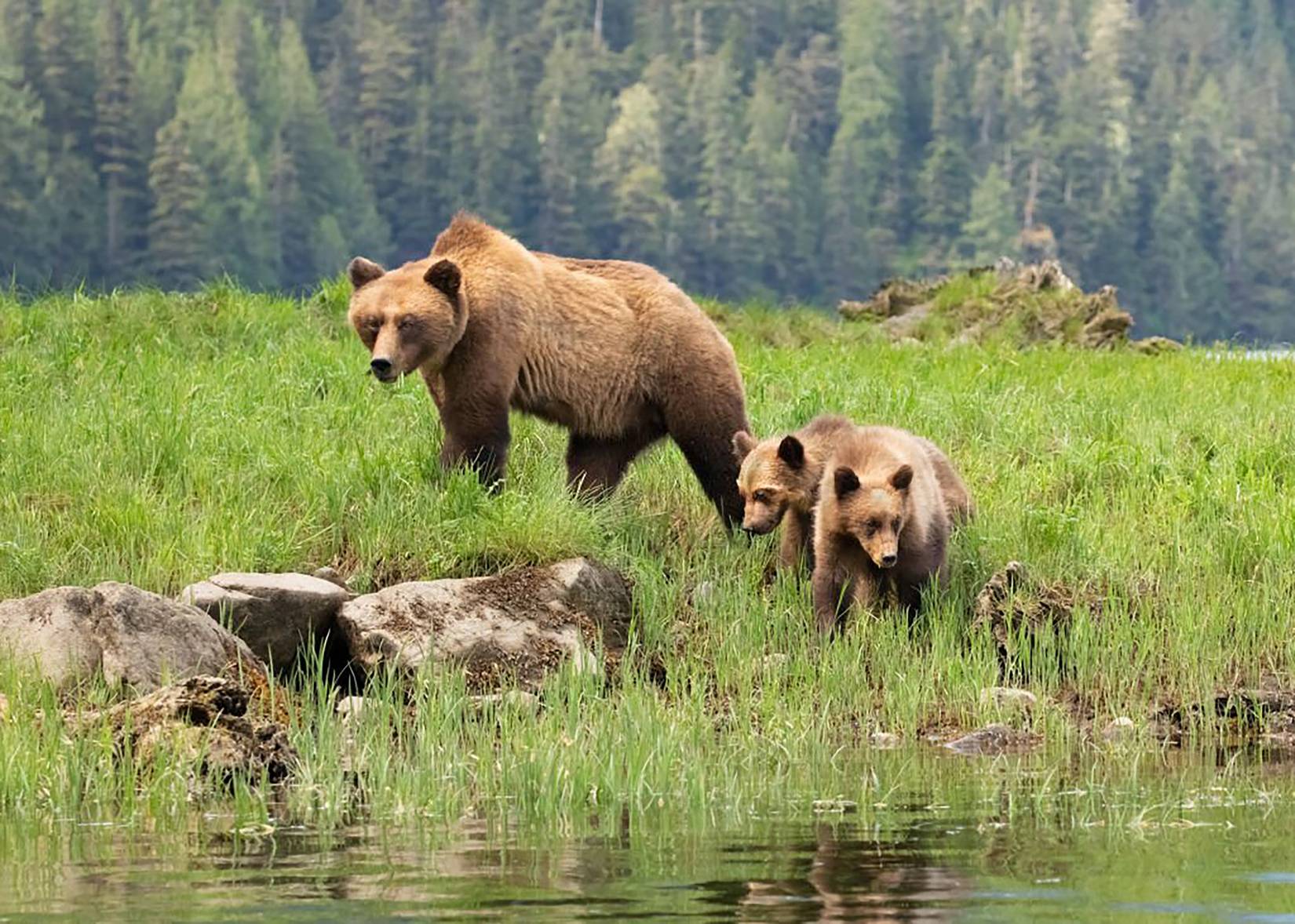 Brown Bears Great Bear Rainforest British Columbia Canada