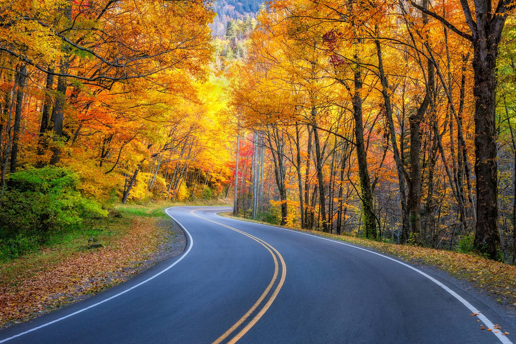 Curvy roadway and fall foliage along US 441 in the Great Smoky Mountains National Park