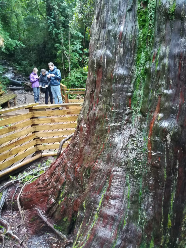 Alerc This 5,000-Year-Old Tree Witnessed The Rise And Fall Of One Of The ...
