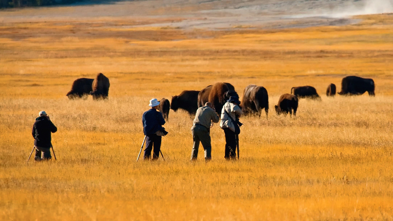 Yellowstone National Park Visitors Left Stunned After Witnessing Rare ...