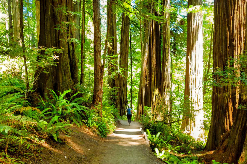 Não apenas os parques nacionais: como a paralisação do governo está afetando os parques estaduais