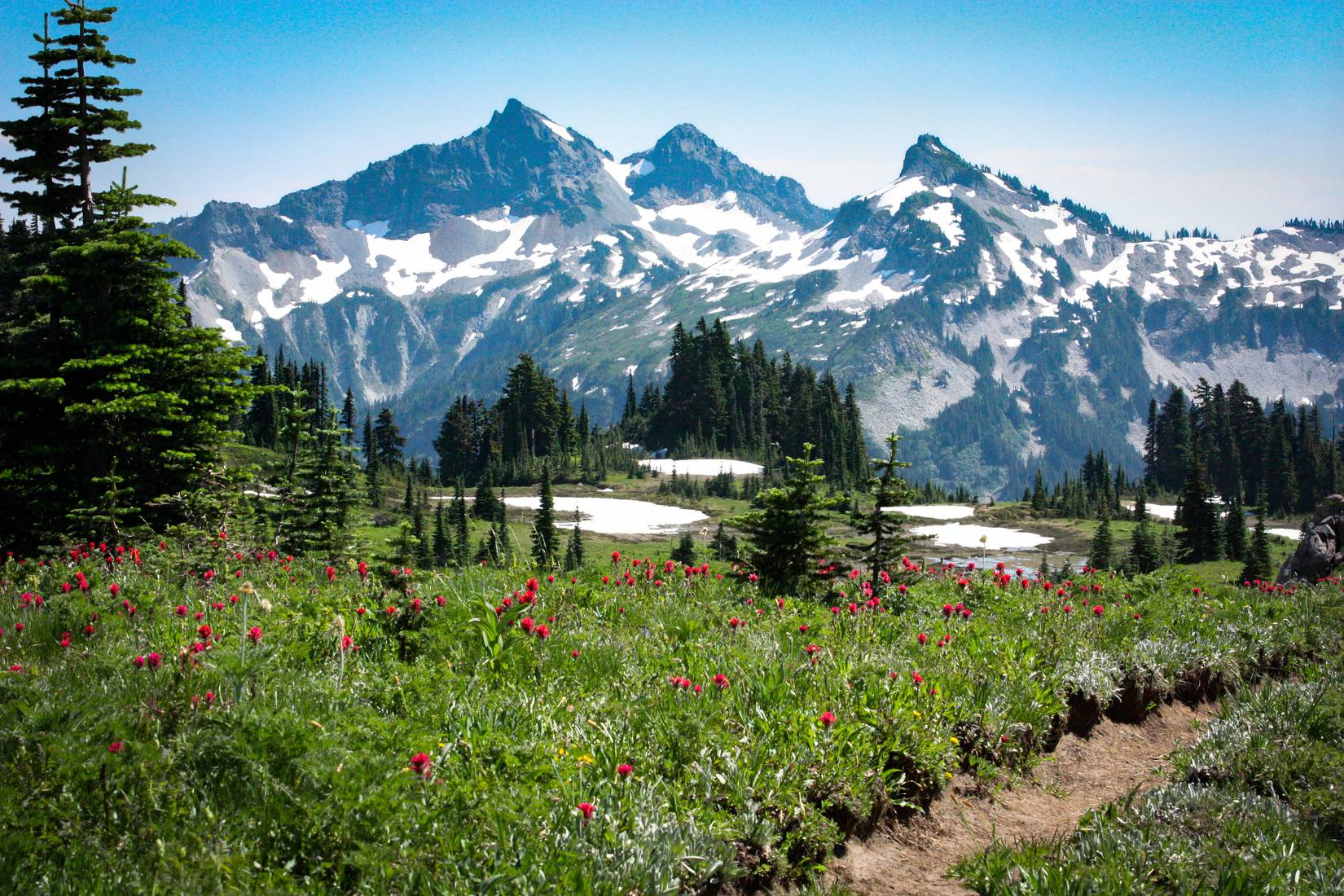 Wildflowers with a view of Mount Rainer National Park in the background, Seattle Washington