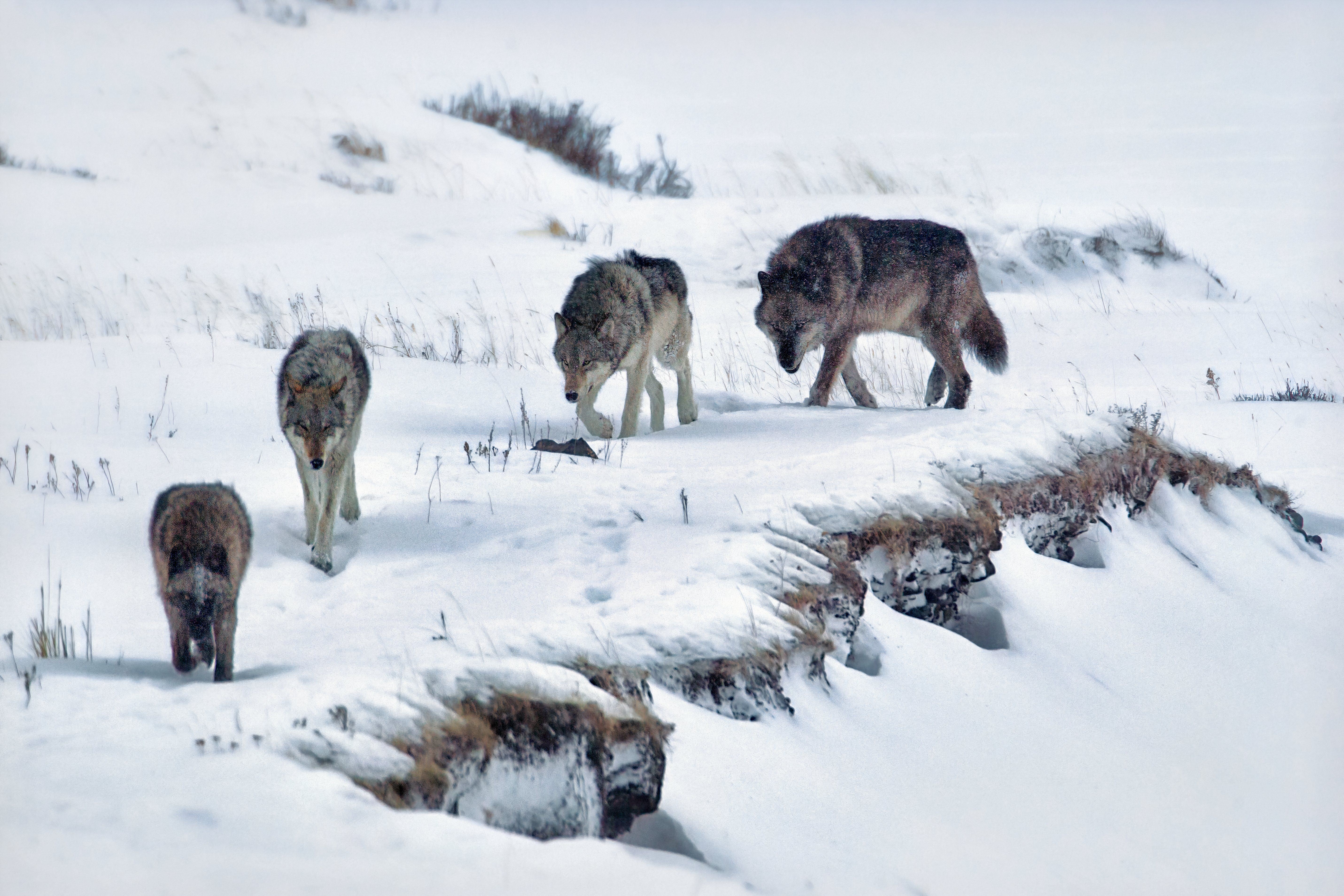 Yellowstone Visitor “Lucky to Be Alive” After Approaching A Pack of Wolves While Bystanders Watched In Horror