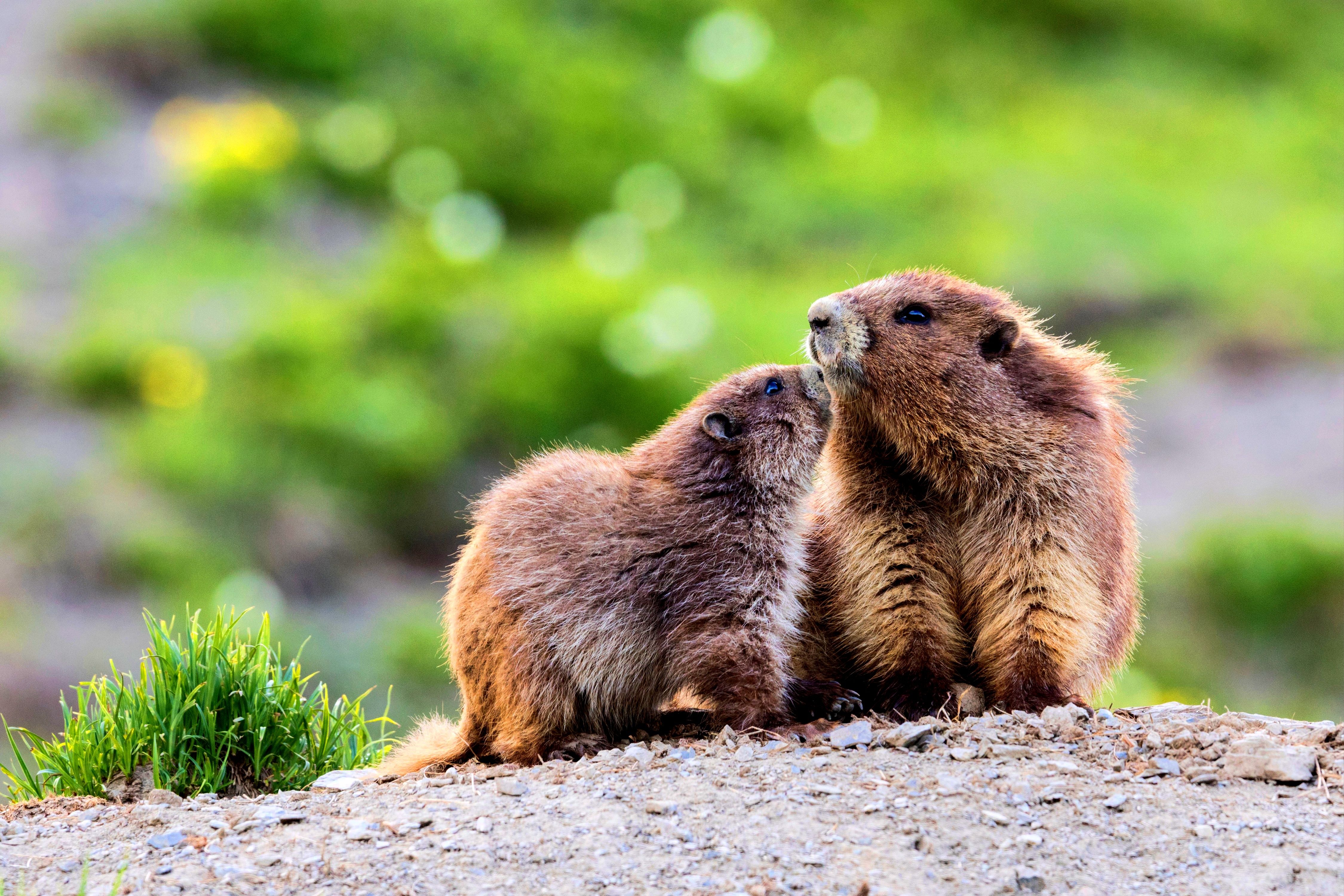 Olympic marmots, parent and youngster
