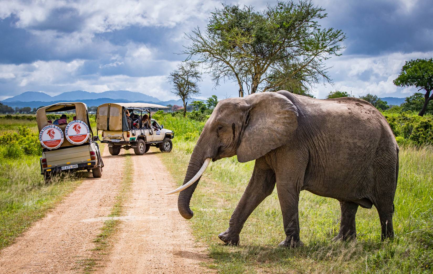 Elephant family crossing the road in front of a safari jeep in the national park in Ngoro-Ngoro, Tanzania 