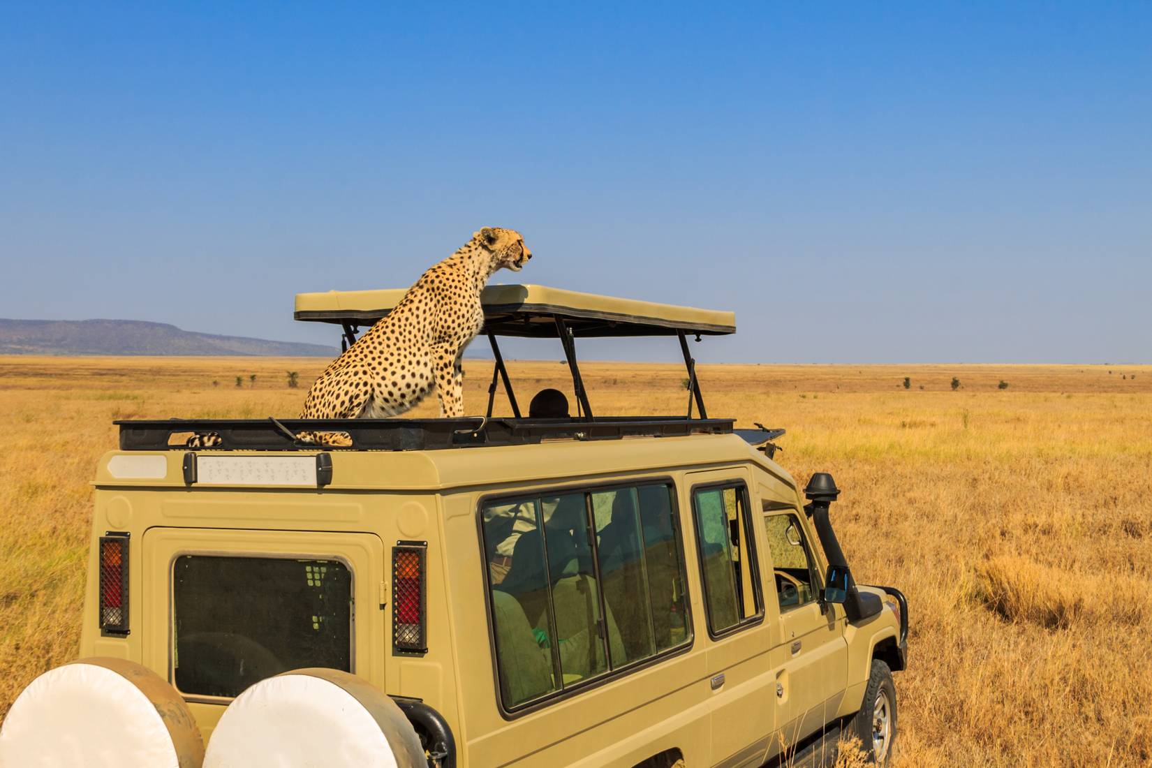 Cheetah (Acinonyx jubatus) on top of SUV car in the savanna in Serengeti National Park, Tanzania. Safari in Africa.