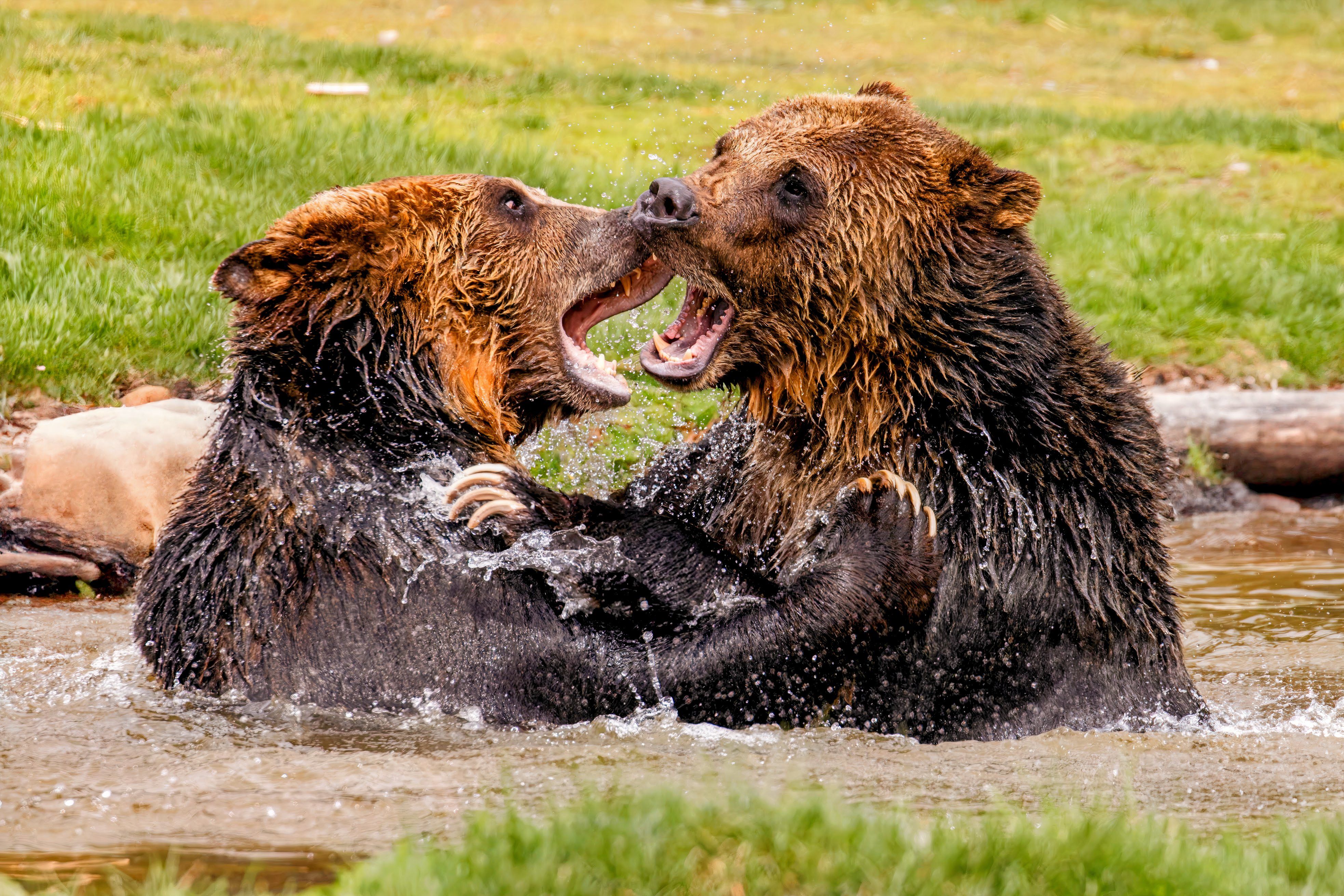 Two grizzlies wrestle in Yellowstone National Park