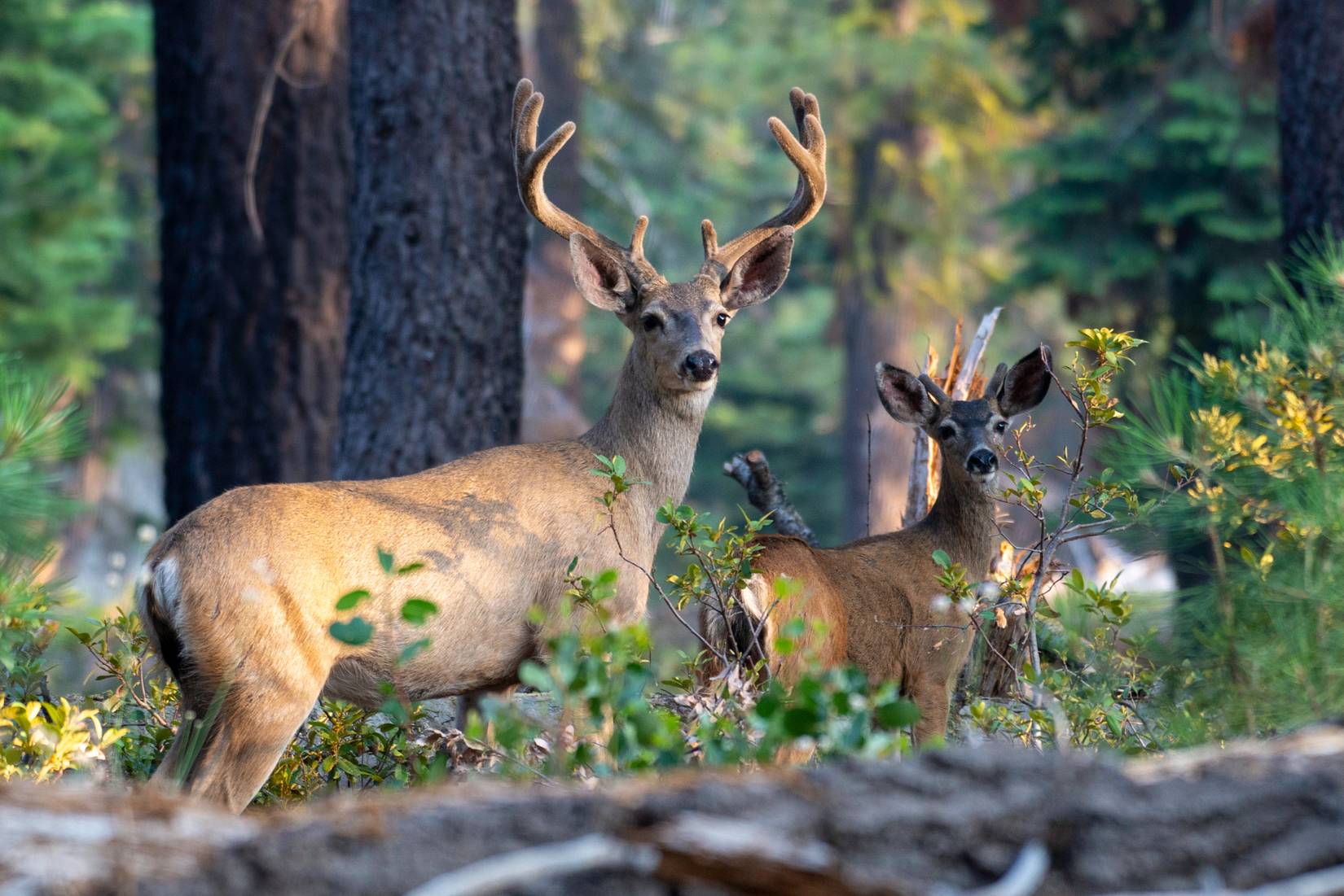 Two mule deer bucks, one large and one small, at Yosemite National Park in California.