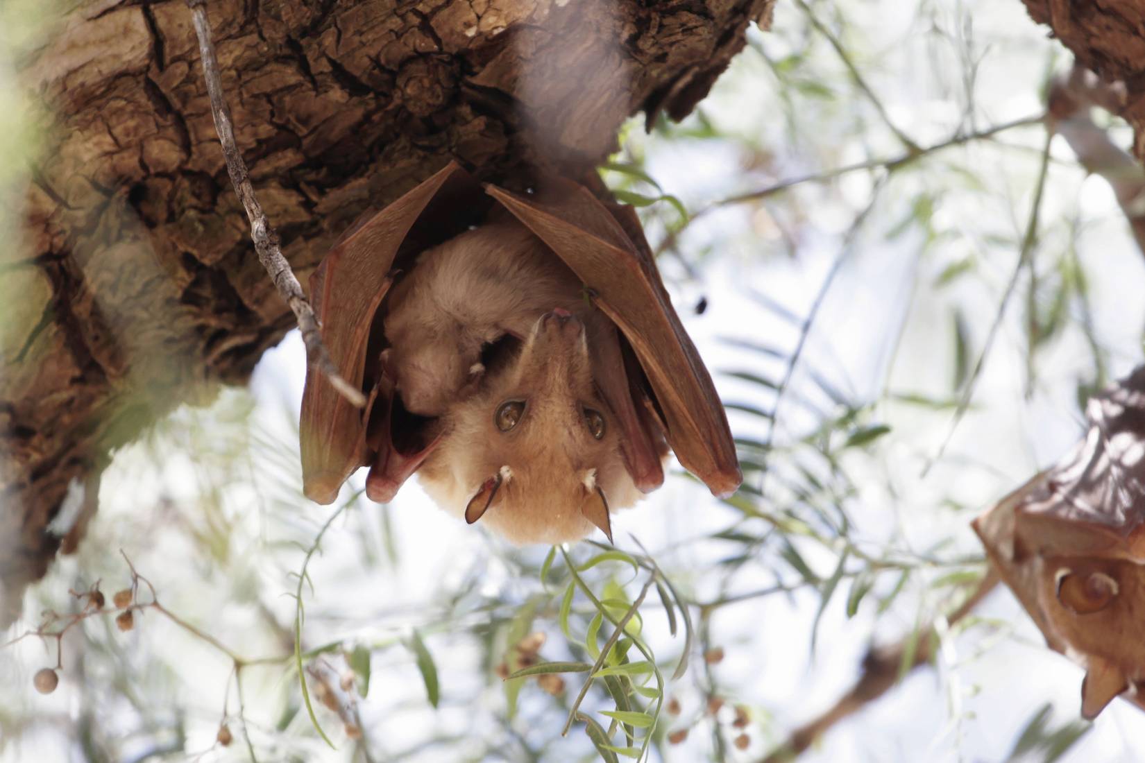 Female fruit bat with a child in a tree in Ethiopia