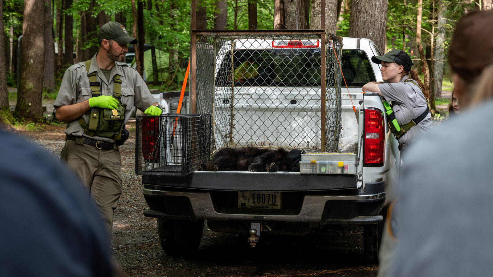 California National Parks At Increasing Risk Of Criminals' Multi-Billion-Dollar Black Market Operations