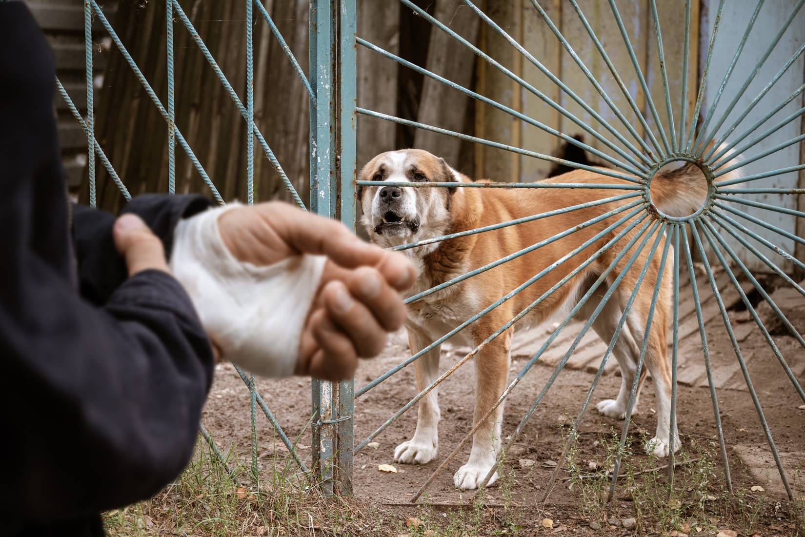 Bandaged human hand after dog bite. Concept of animal care and rabies prevention.