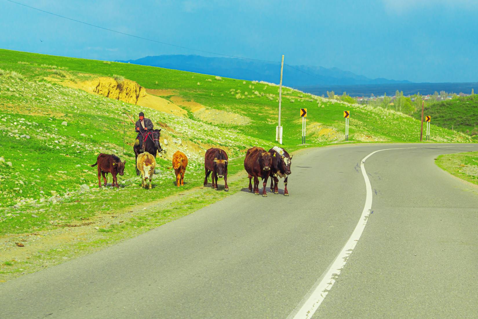 Cows walk along the road in the Kazakh steppe near Almaty, Kazakhstan 
