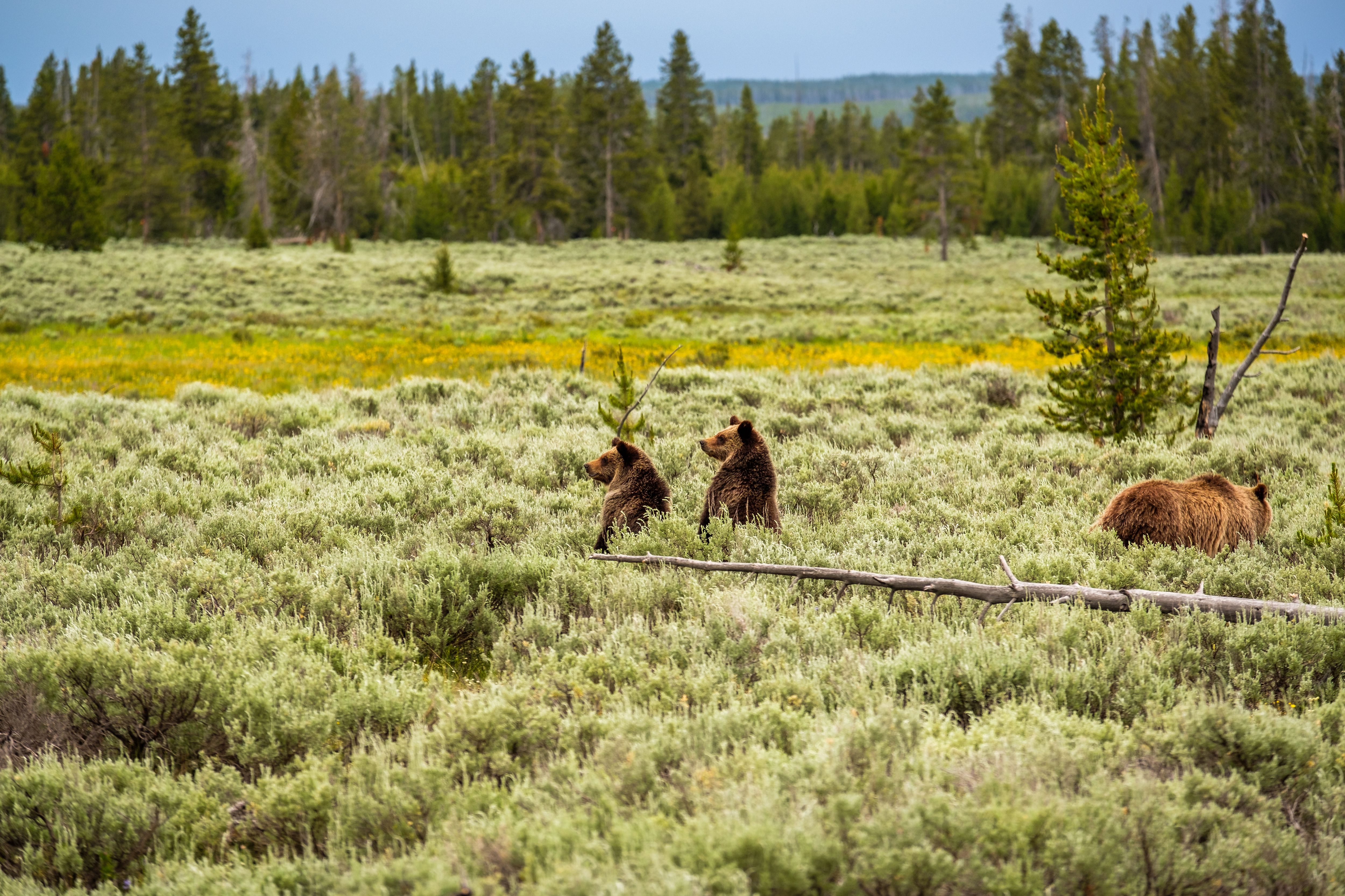 Yellowstone National Park Visitor Escapes Jail And $5,000 Fine After Using Banned Device To Harass Bear And Cubs