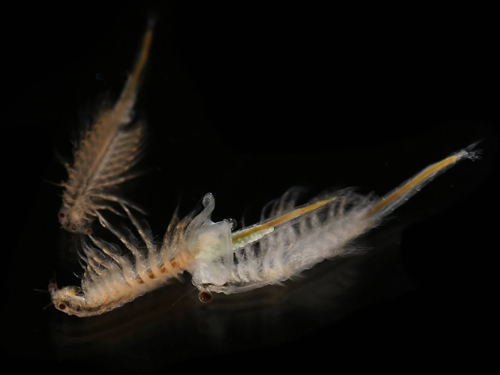 A laboratory photo of brine shrimp