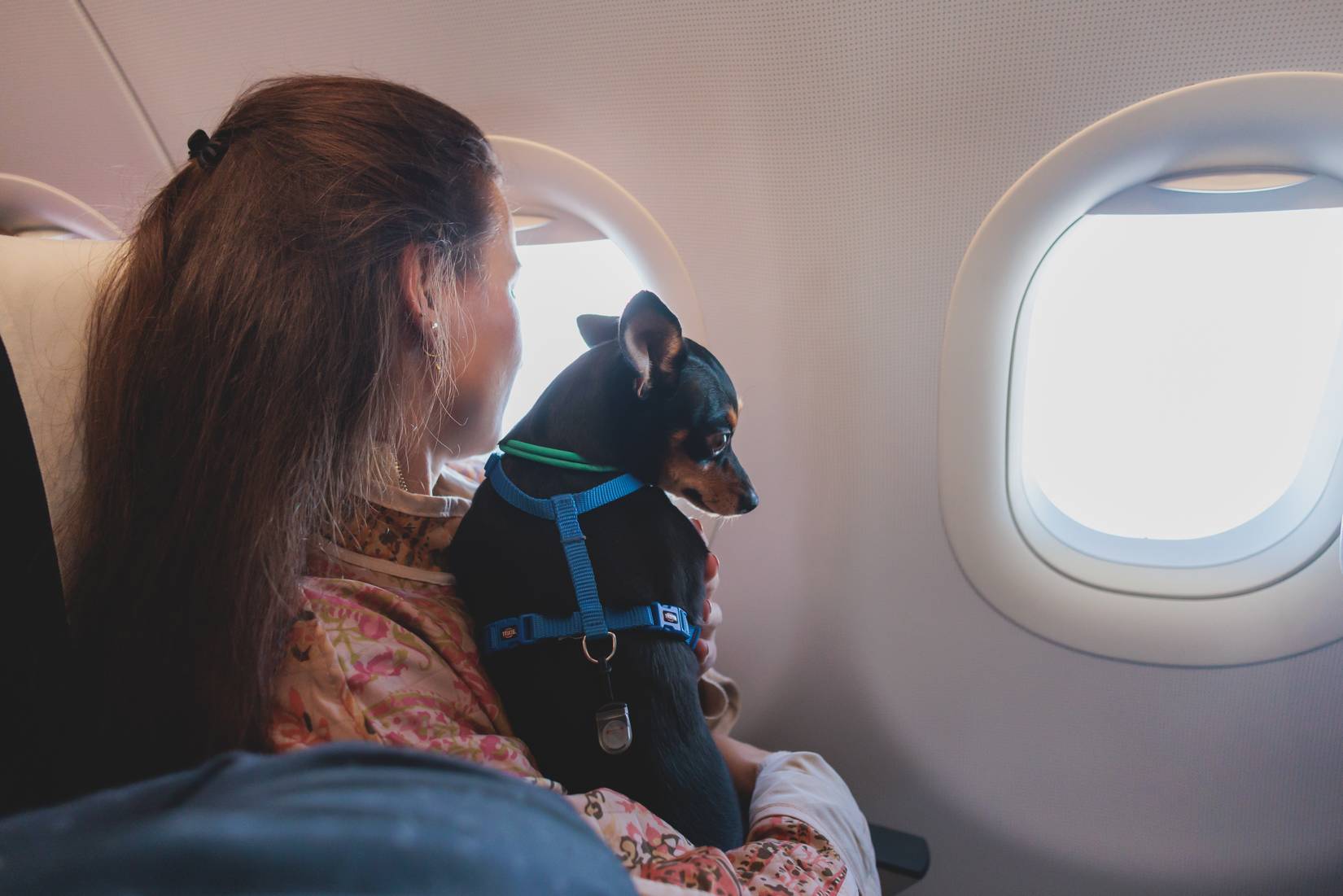 Dog in the aircraft cabin with its owner watching outside the window during the flight.