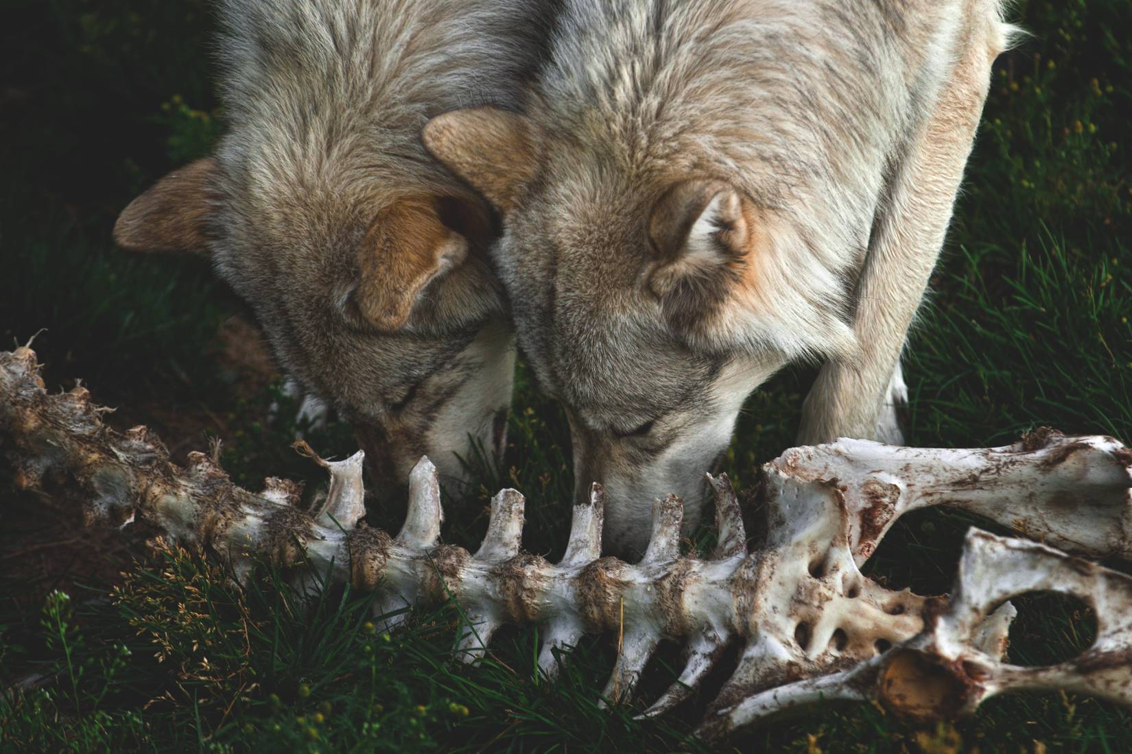 Gray wolves feeding on animal bones in Yellowstone National Park