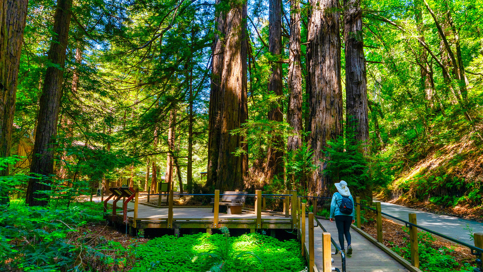 Skip Yosemite for Underrated Redwood Park