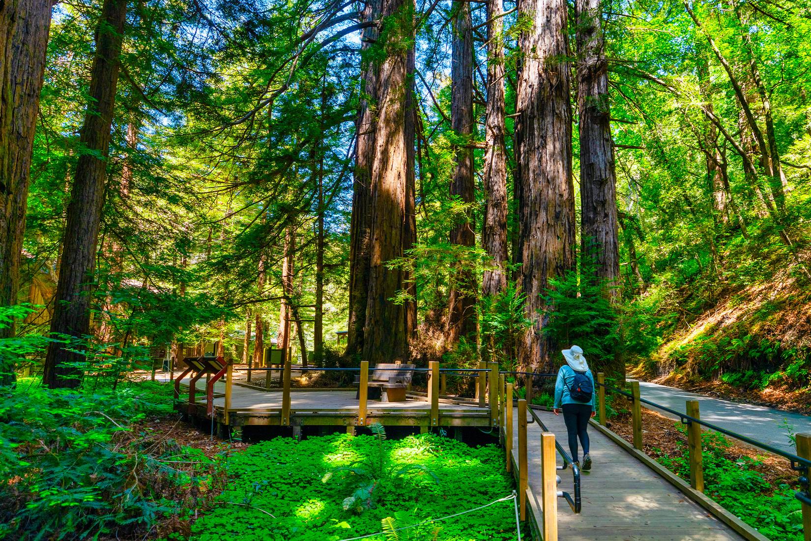 A hiker on a wooden boardwalk path through a redwood forest with redwood sorrel on either side of the path and redwood trees all around