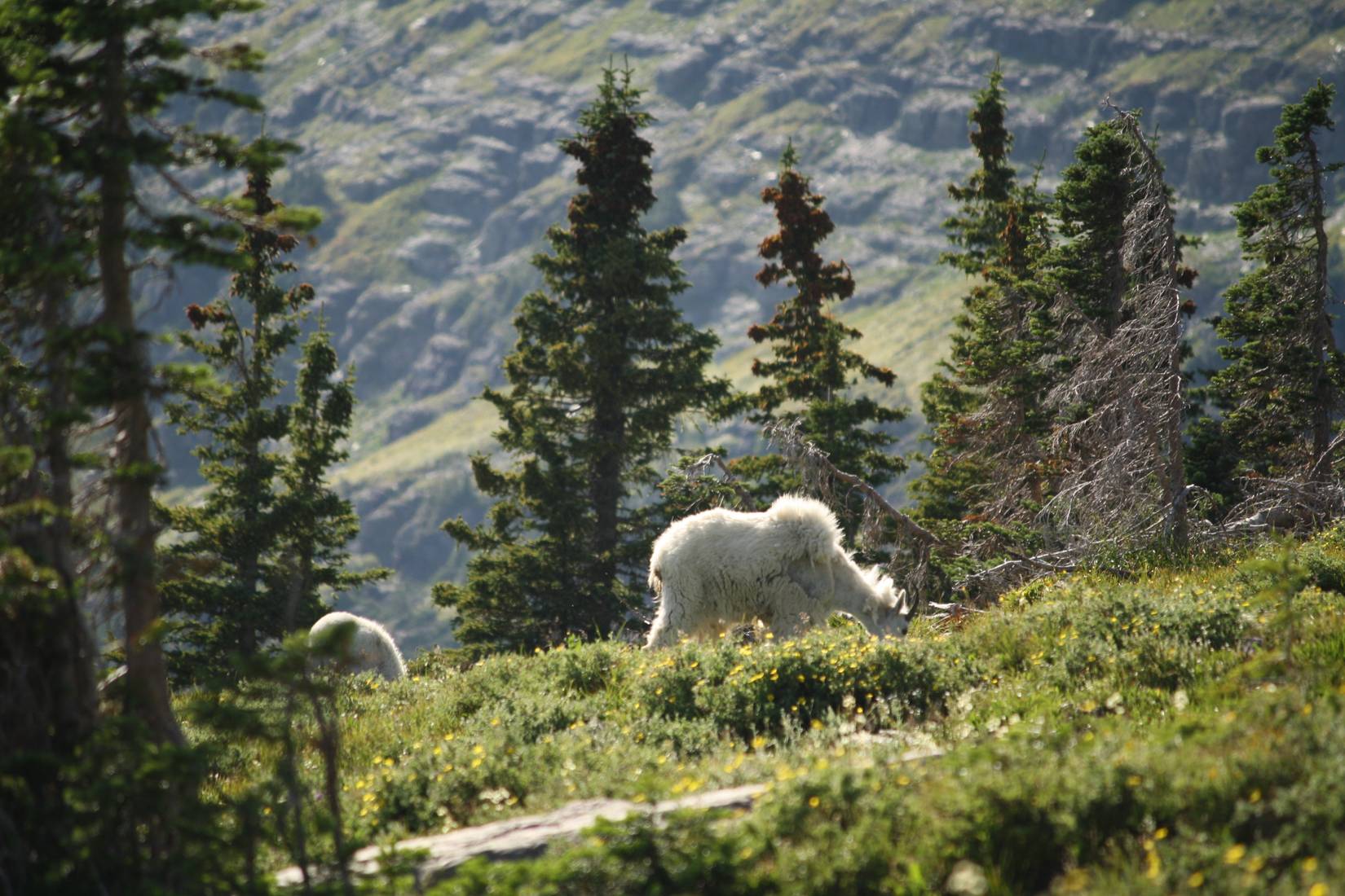 Glacier National Park Tourists Urged To Reconsider Visits As Scientists ...